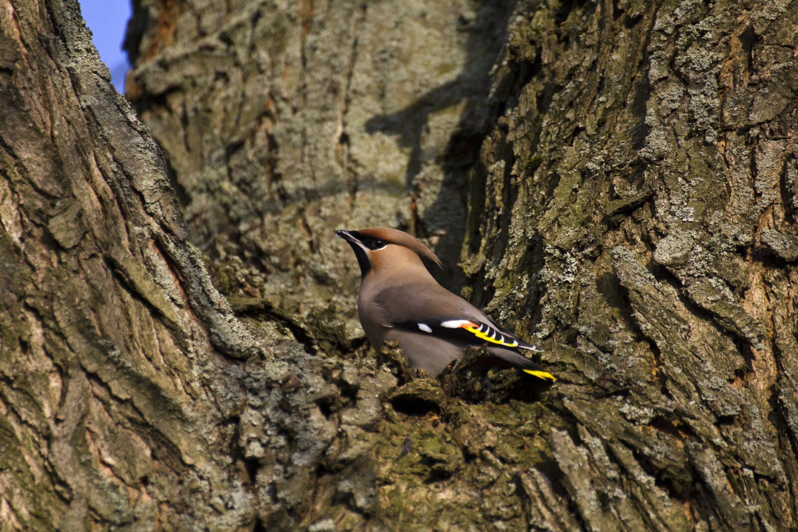 Canon EOS 550D (EOS Rebel T2i / EOS Kiss X4) sample photo. Bird, waxwing, tree photography