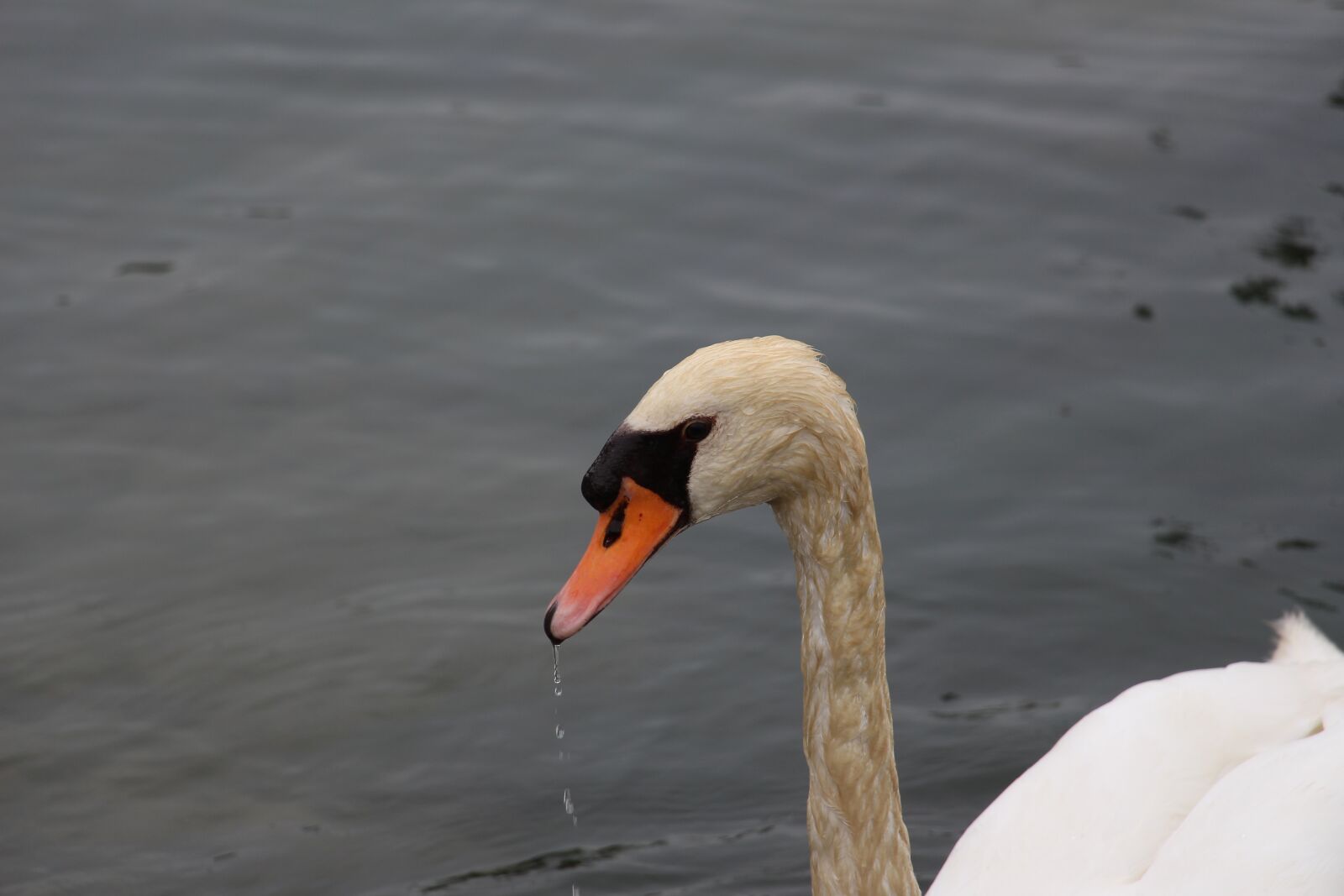 Canon EOS 700D (EOS Rebel T5i / EOS Kiss X7i) sample photo. Swan, animal, water bird photography