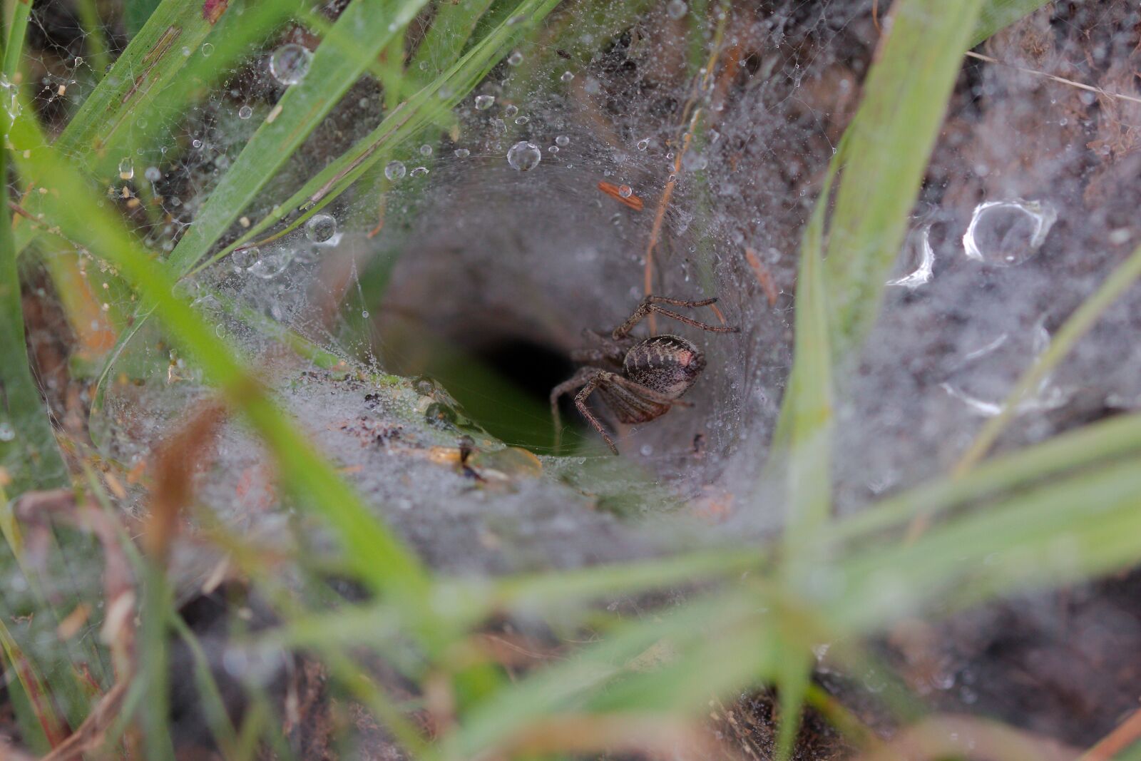 Canon EOS 70D sample photo. Nature, leaf, plant photography