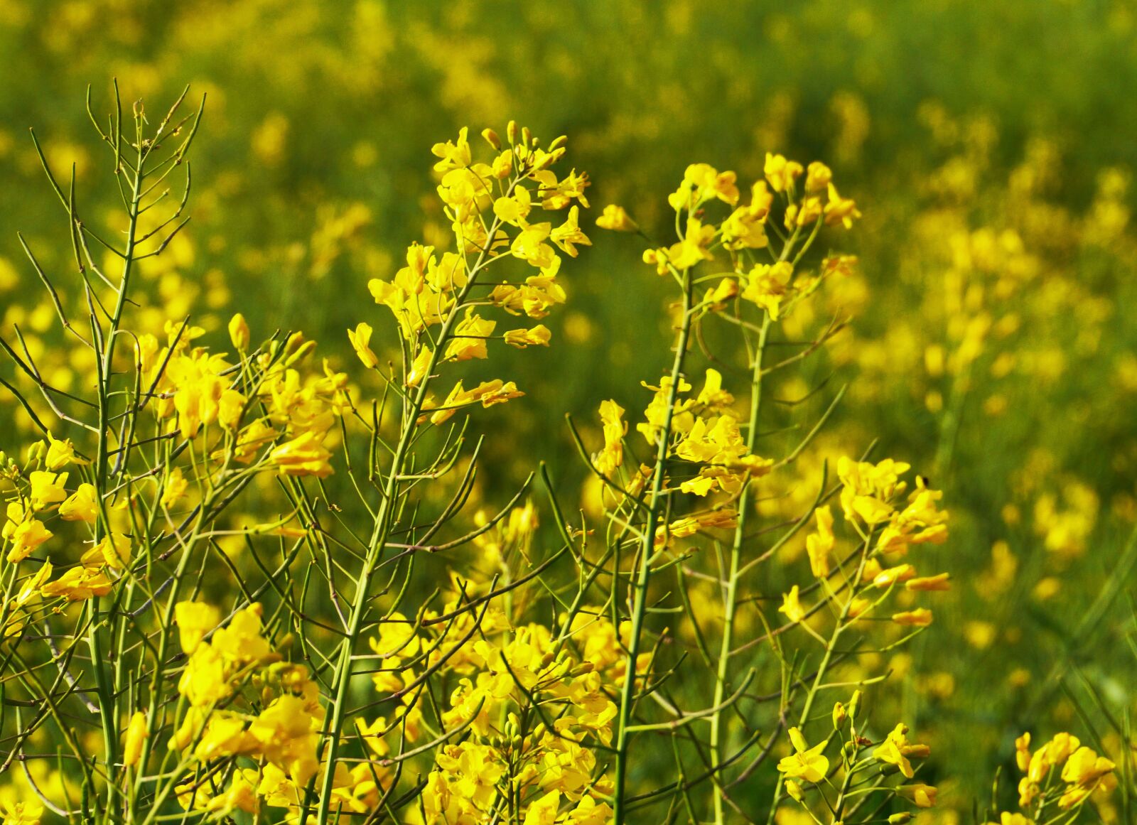 Panasonic Lumix DMC-GH3 sample photo. Oilseed rape, rape blossom photography