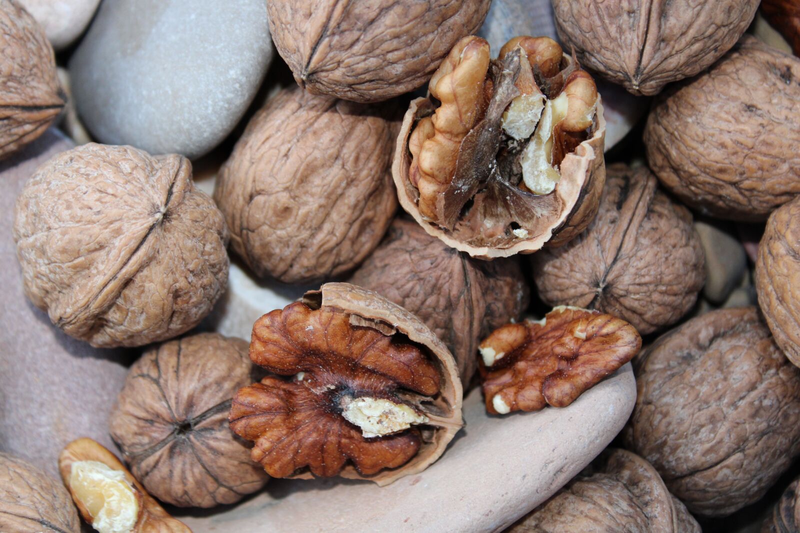 Canon EOS 2000D (EOS Rebel T7 / EOS Kiss X90 / EOS 1500D) sample photo. Walnut, nut, brown photography
