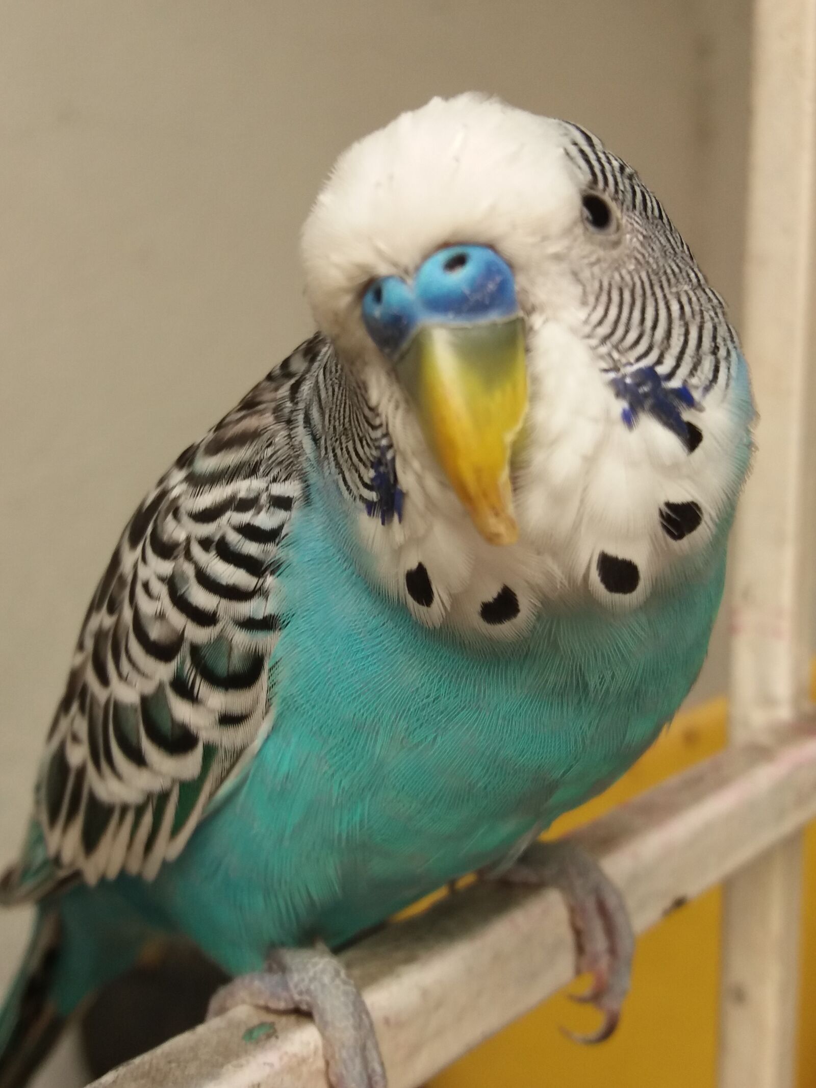 Samsung Galaxy J5(2016) sample photo. Budgie, colombia, blue photography