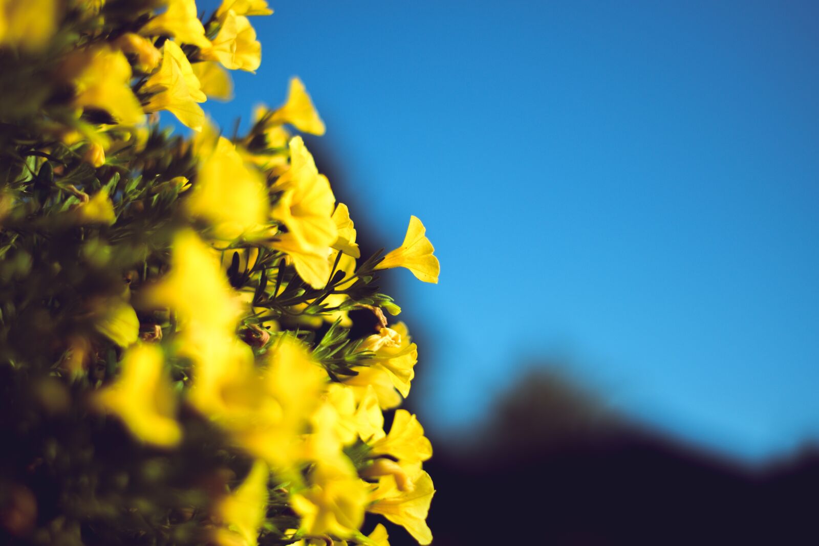 Nikon D5600 sample photo. Yellow flowers, bloom, blossom photography