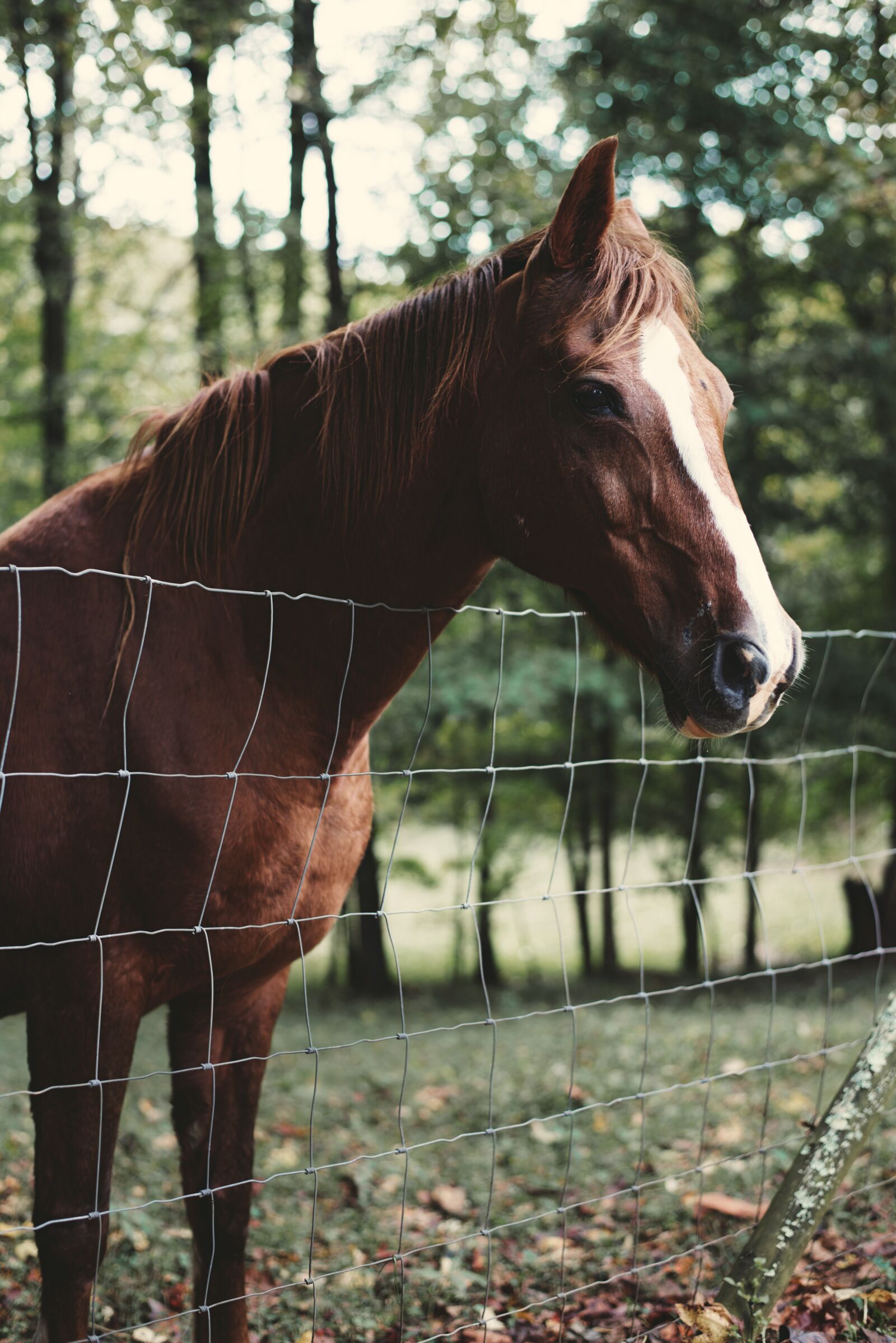 Nikon D600 sample photo. Animal, equine, grass photography