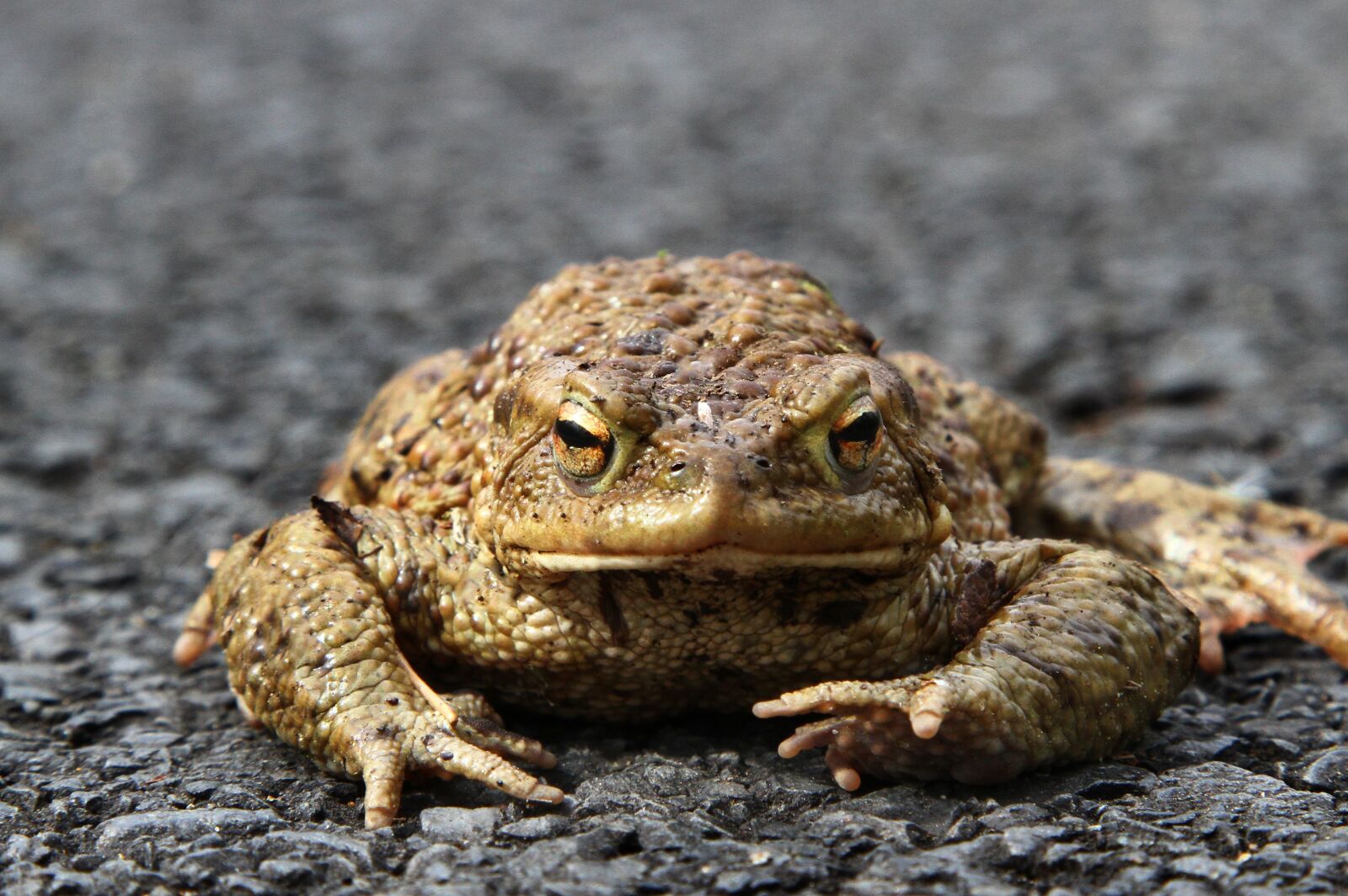 Canon EOS 7D + Canon EF 24-105mm F4L IS USM sample photo. Nature, animal, toad migration photography