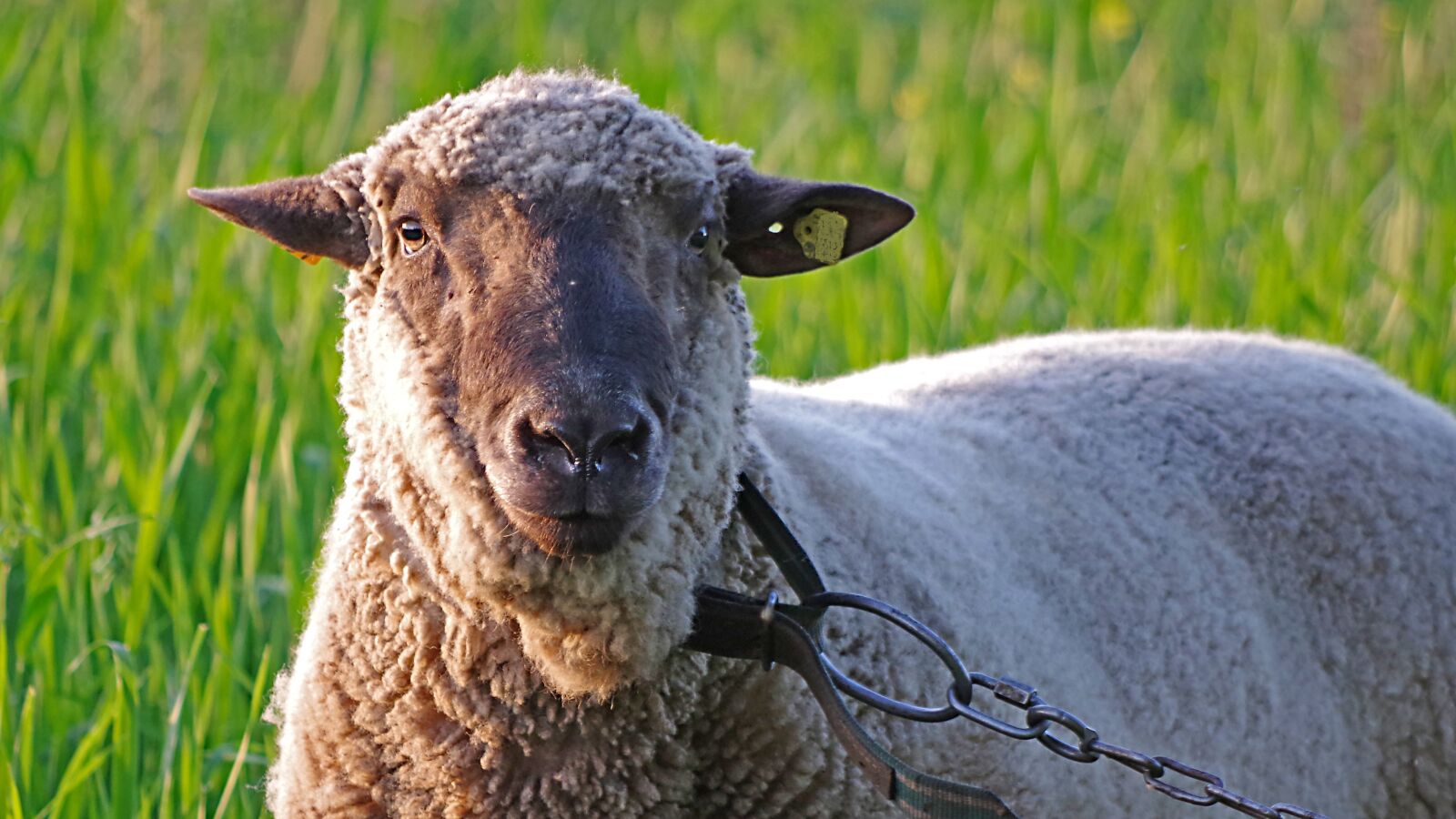 Pentax K-70 sample photo. Ram, sheep, animal photography
