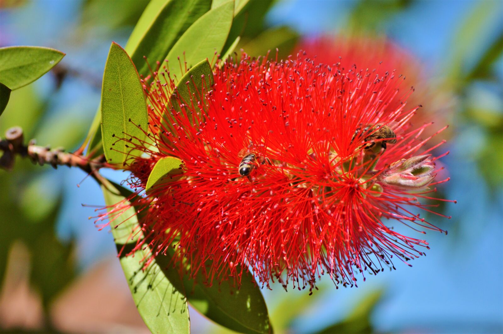 Nikon D3200 sample photo. Lemon bottlebrush, callistemon citrinus photography