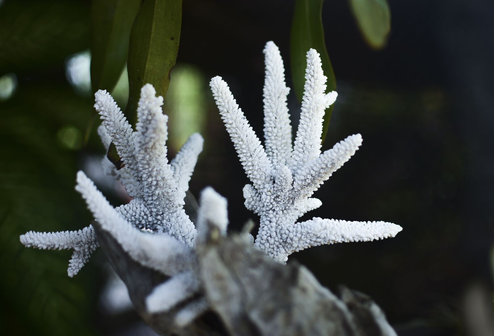 Nikon D3400 sample photo. Corals on shallow, tree photography