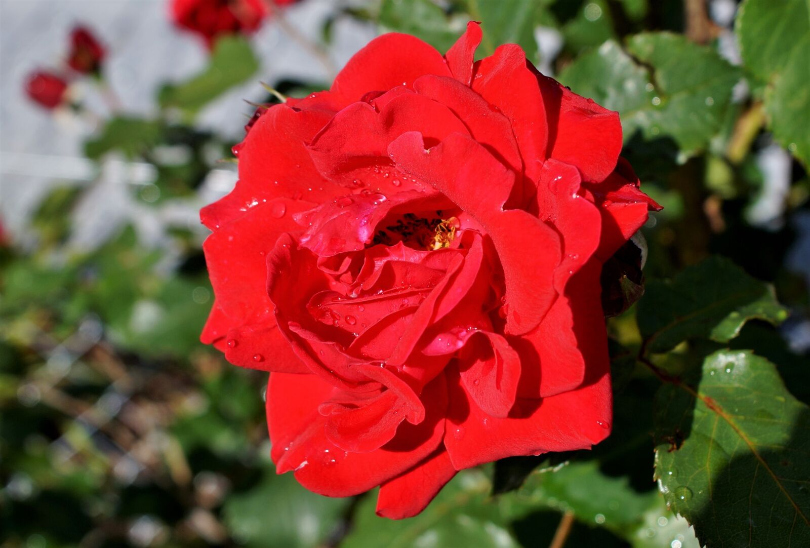 Sony SLT-A58 + Sony DT 18-70mm F3.5-5.6 sample photo. Rose, rose bloom, floribunda photography