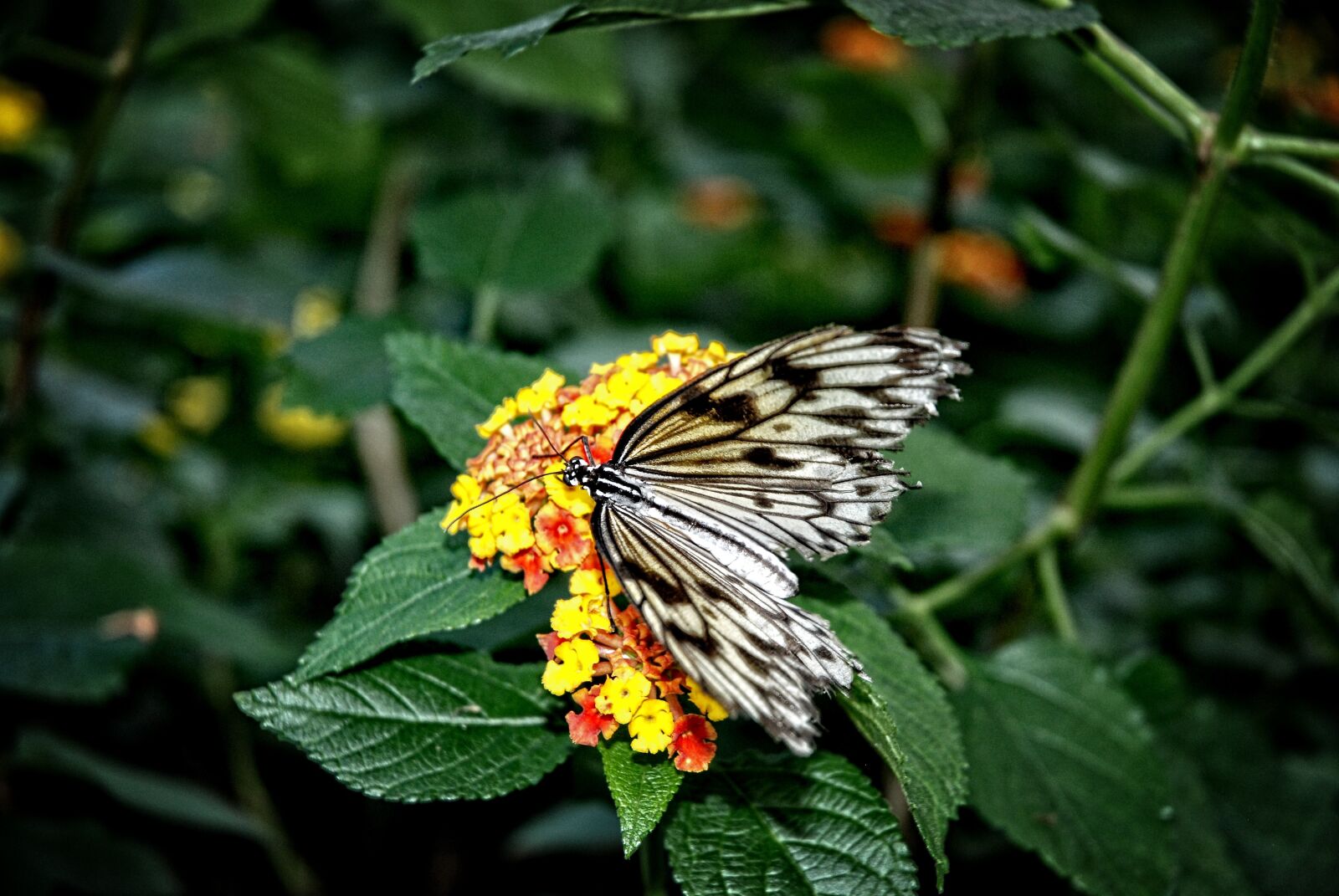 Nikon D80 sample photo. Idea, leuconoe, paper kite photography
