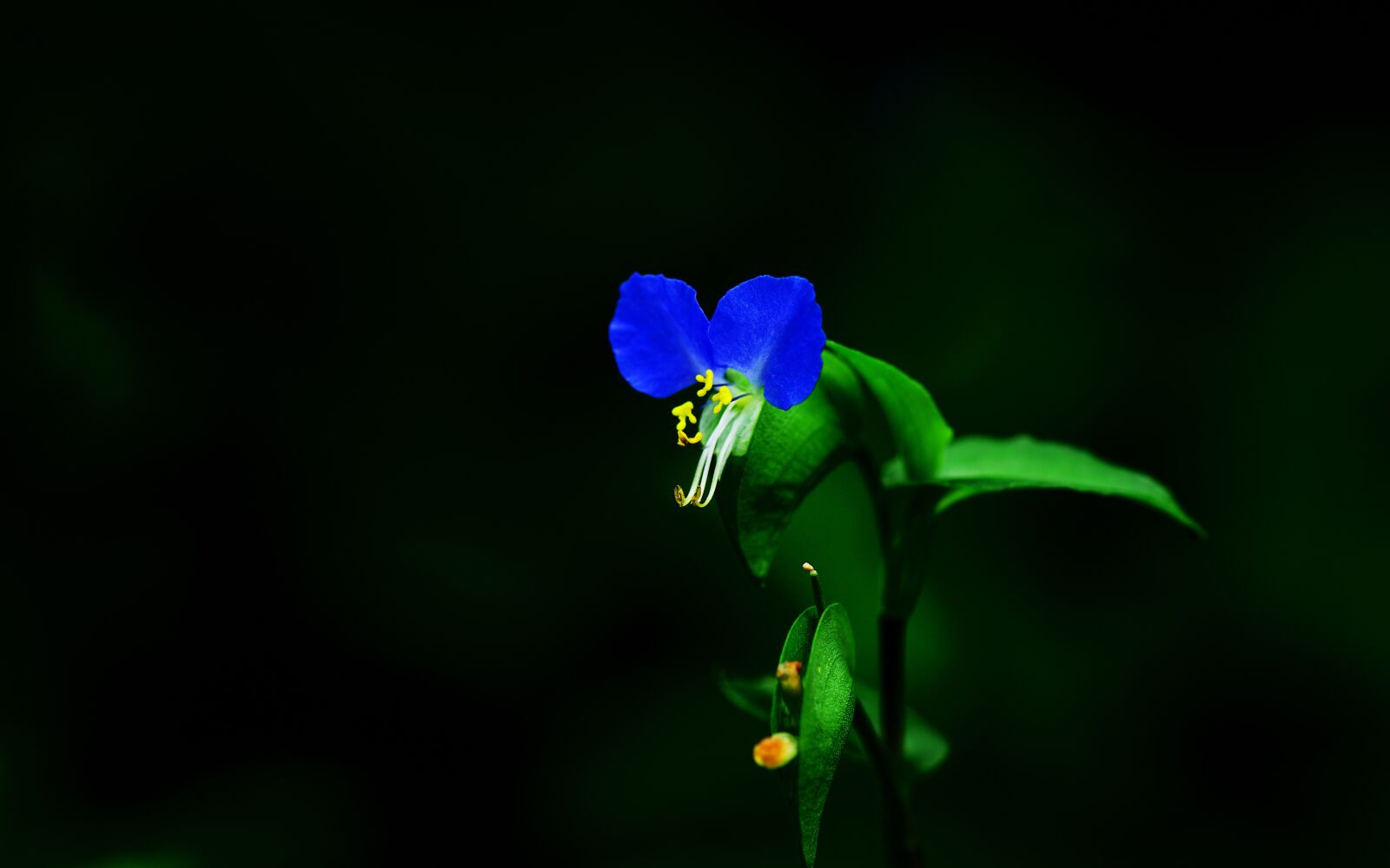 Nikon D800 sample photo. Autumnal, plant, asiatic dayflower photography