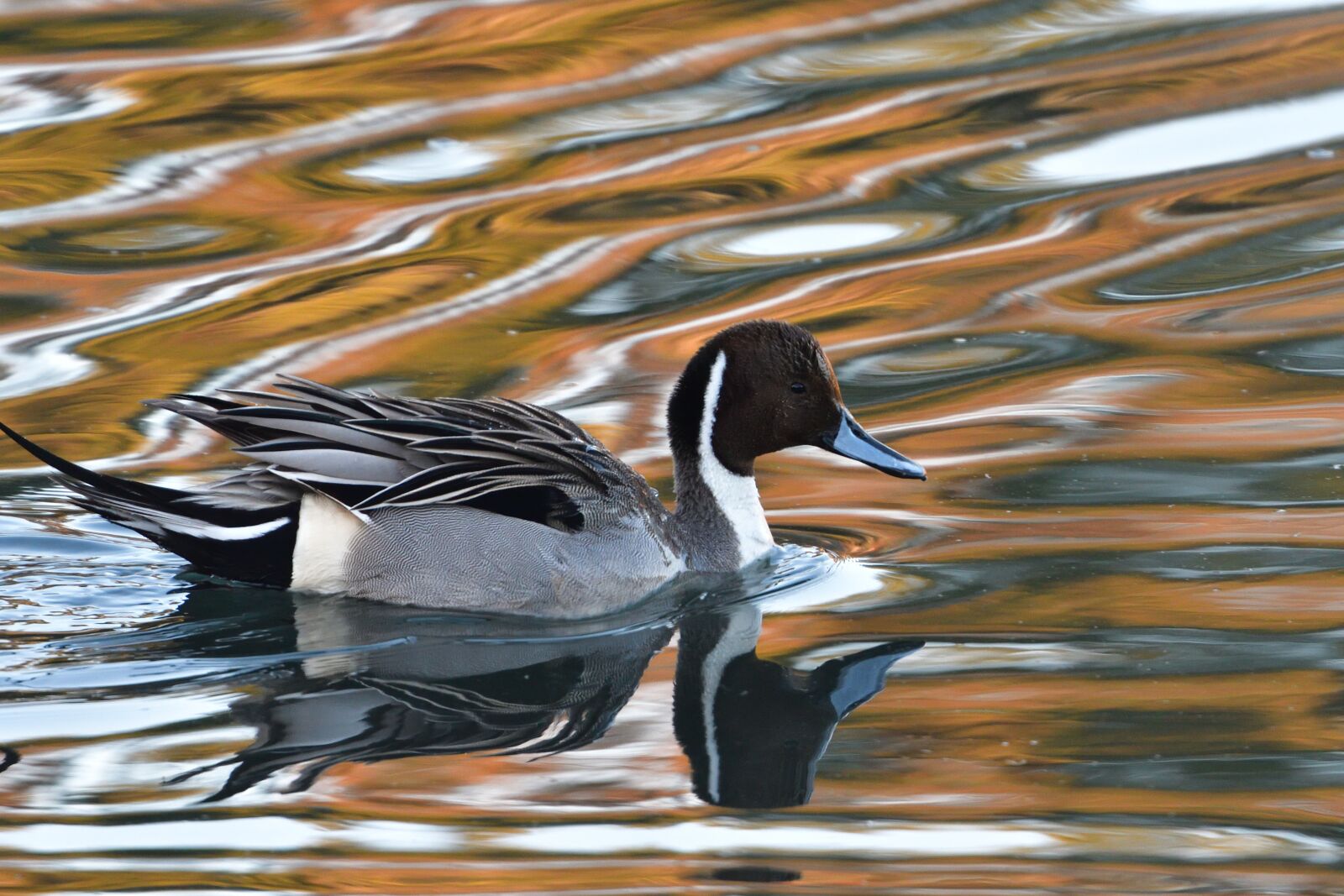 Nikon D500 sample photo. Bird, wild animals, waters photography