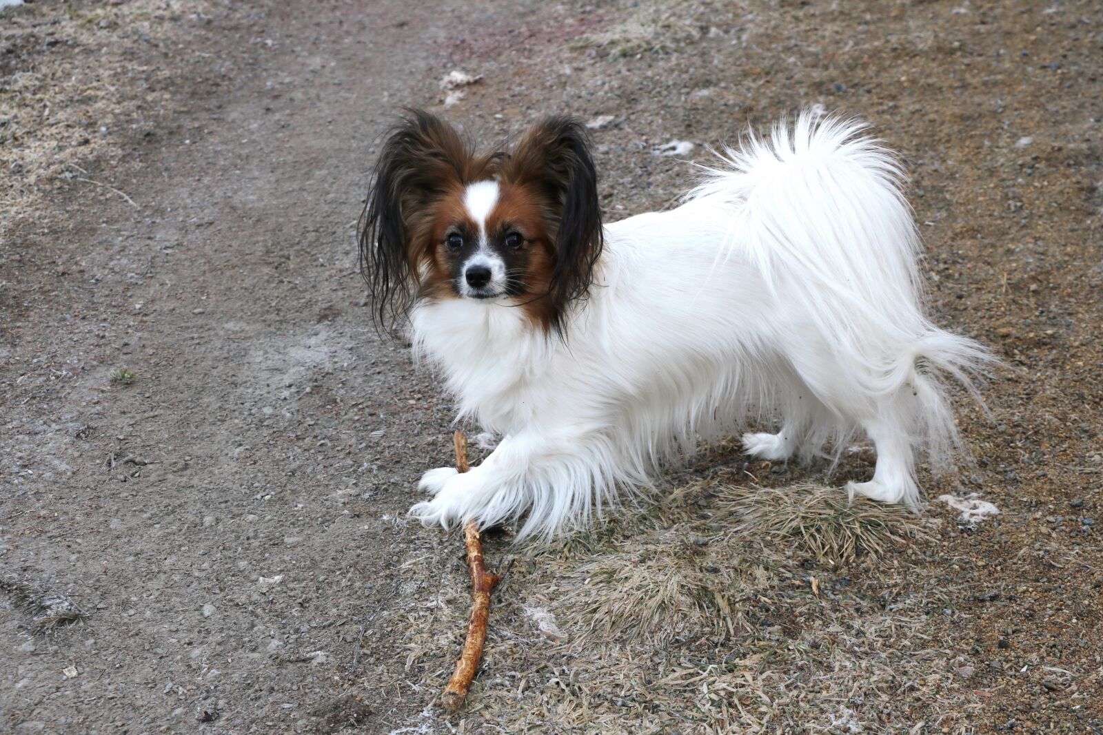 Canon EOS 750D (EOS Rebel T6i / EOS Kiss X8i) sample photo. Dog, pet, mammals photography