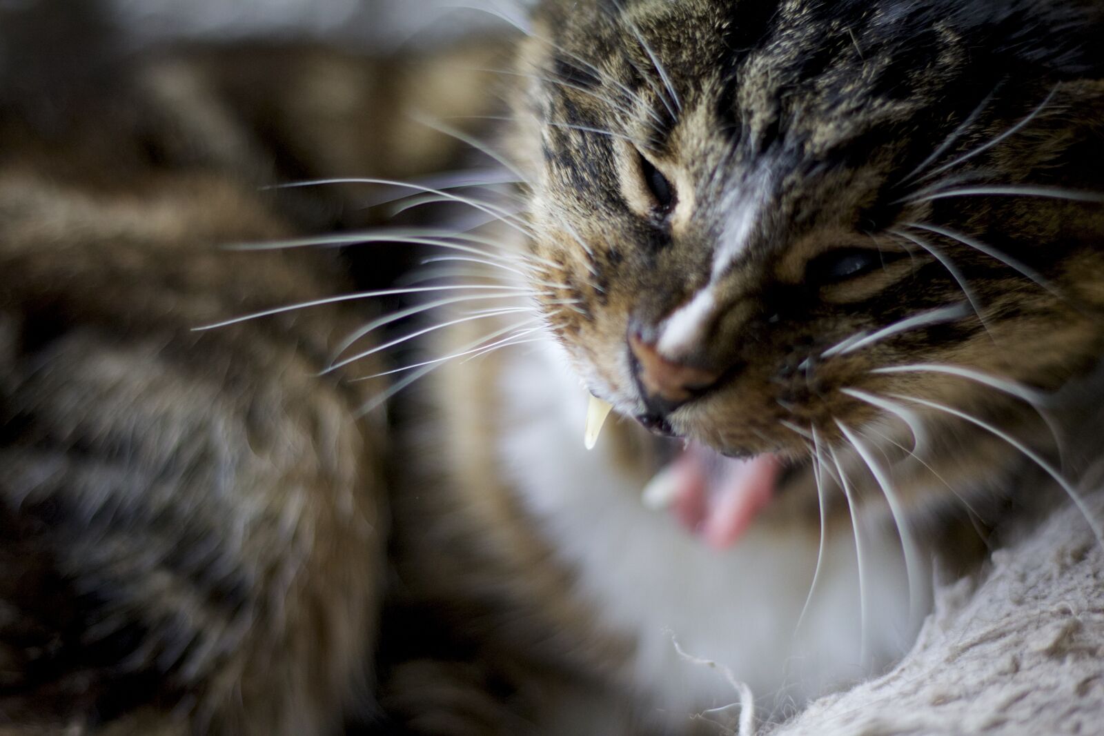 Canon EOS 70D + Canon EF 50mm F1.8 STM sample photo. Animal, cat, motion, blur photography