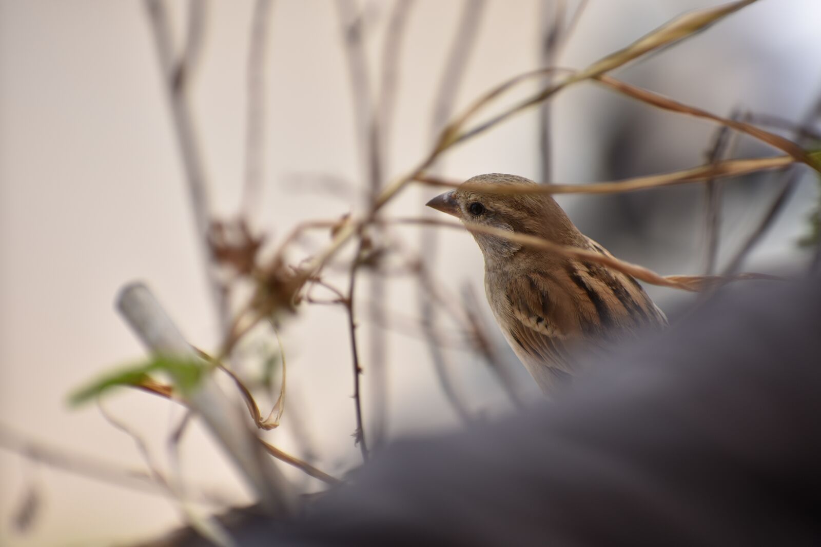 Nikon D3400 sample photo. Sparrow, nature, bird photography
