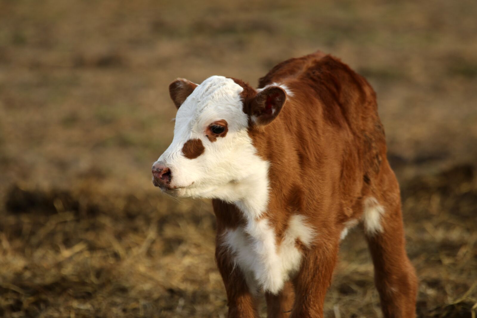 Canon EOS 7D Mark II + Canon EF 100-400mm F4.5-5.6L IS USM sample photo. Cow, calf, cattle photography