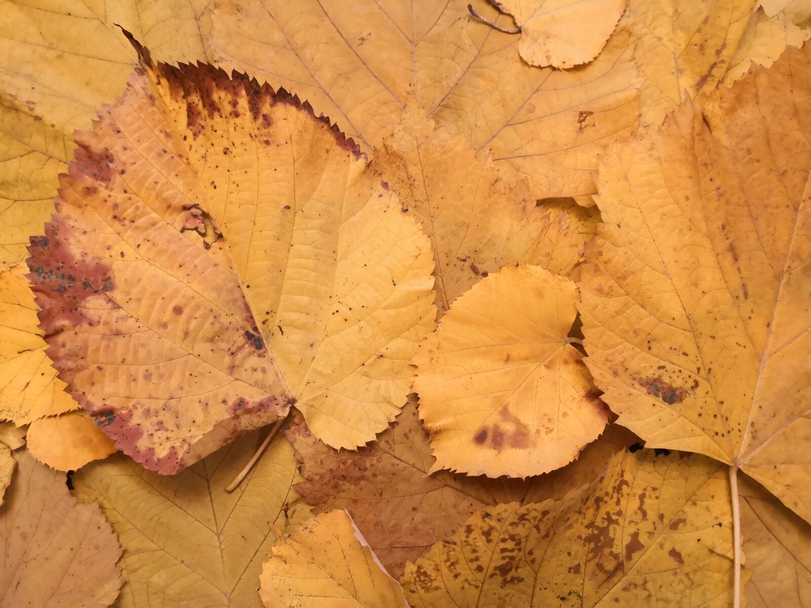 HUAWEI Mate 10 Pro sample photo. Autumn, leaves, orange photography