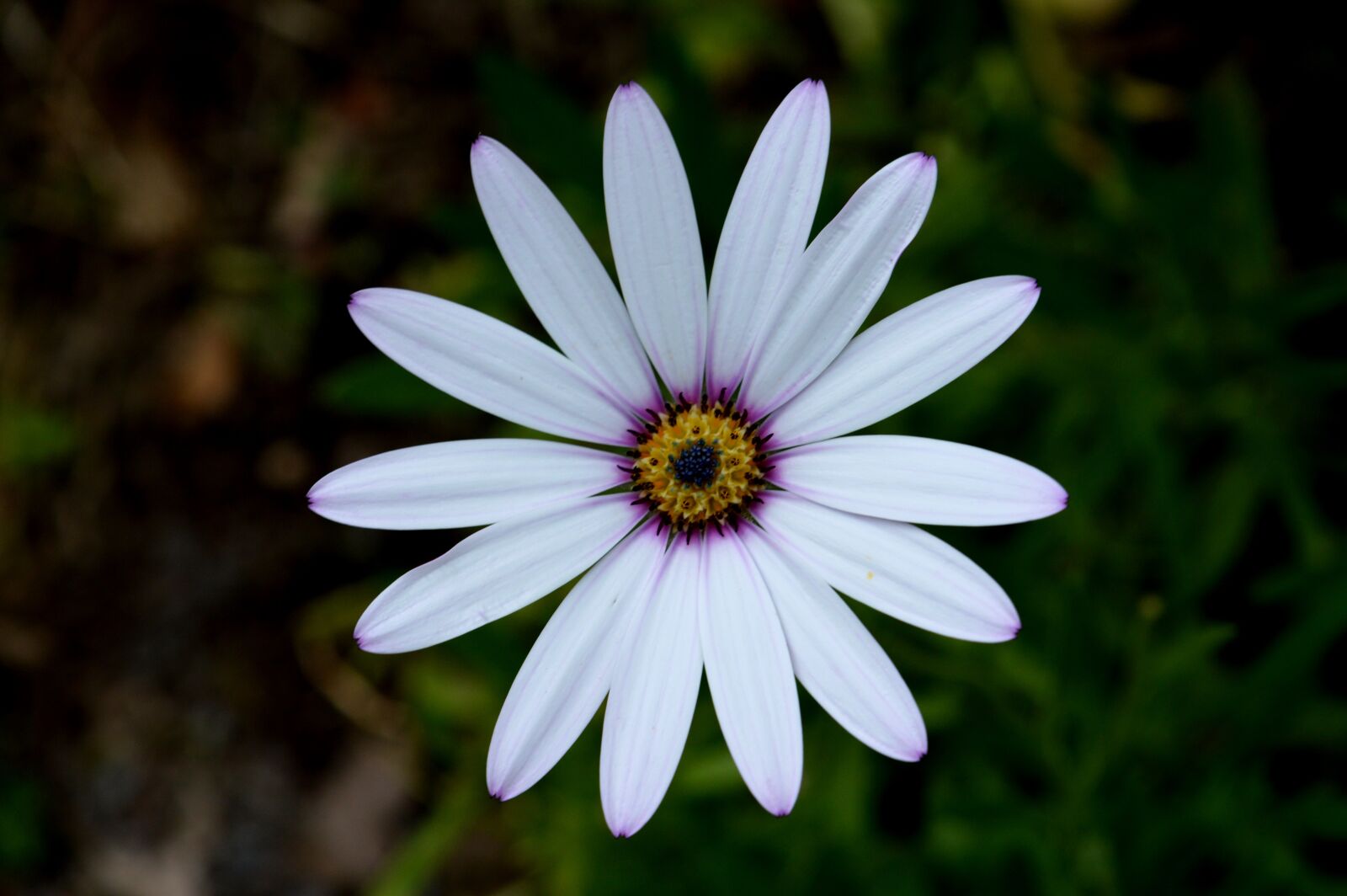 Nikon D3200 sample photo. Flower, osteospermum, bloom photography