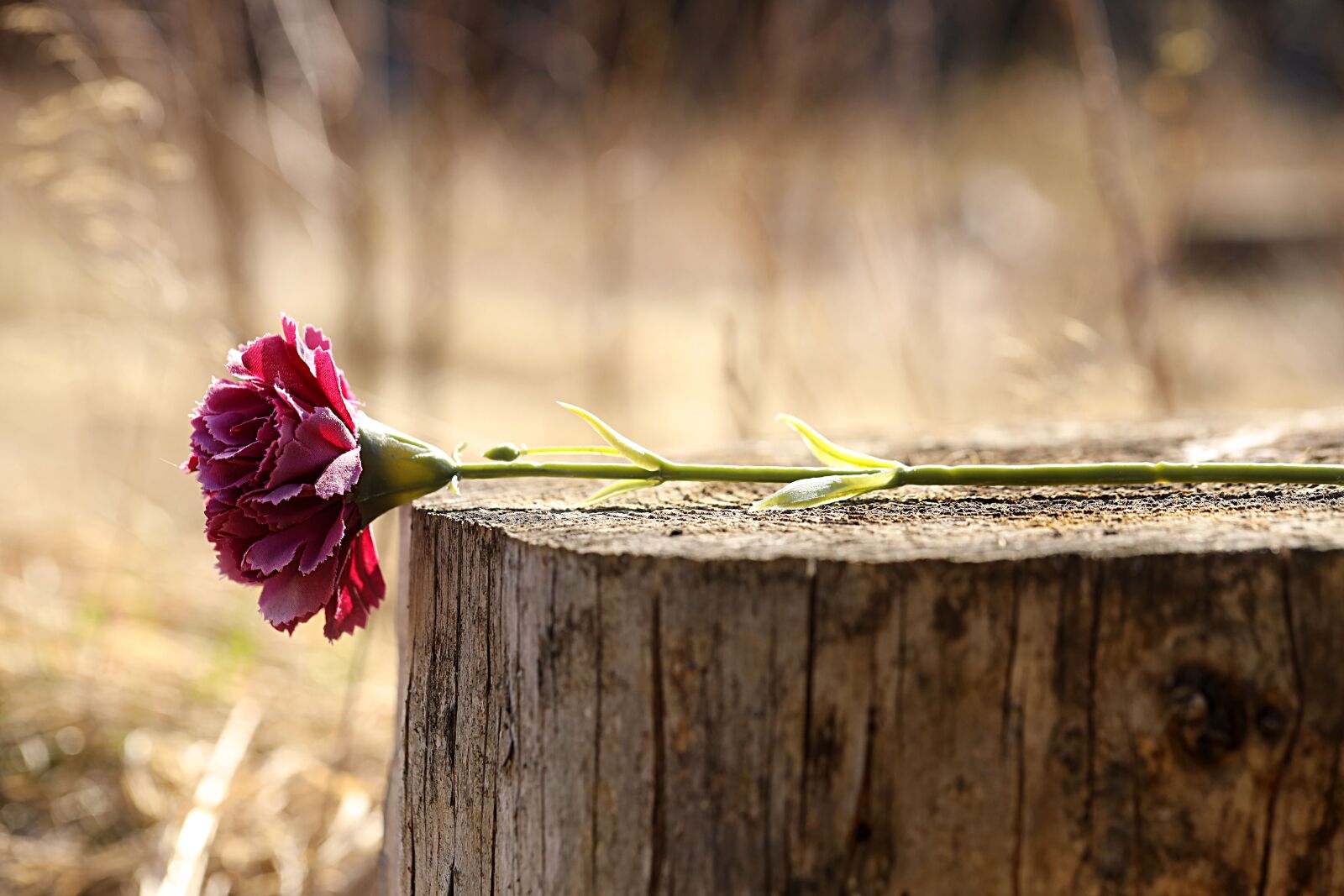 Canon EOS R sample photo. Rose, forest, nature photography