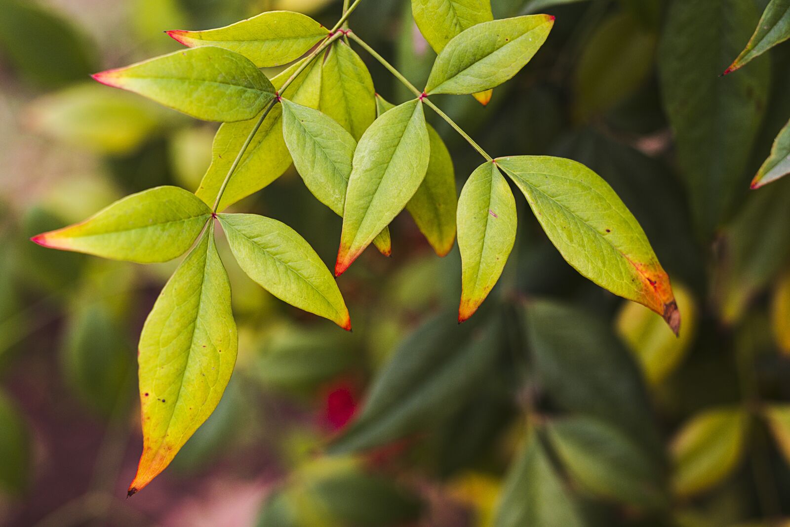 Nikon D750 sample photo. Leaves, green, green leaves photography