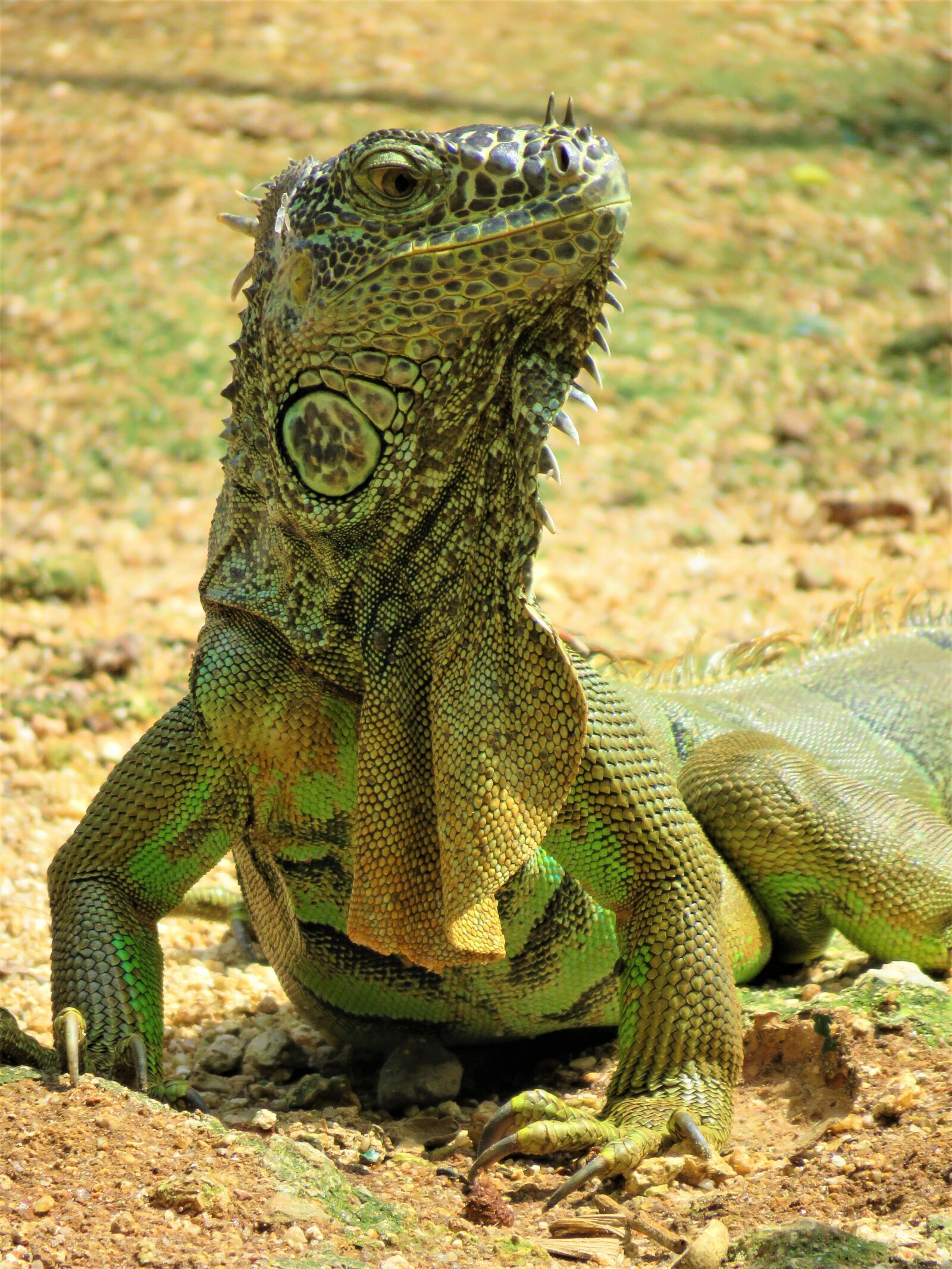 Canon PowerShot SX60 HS sample photo. Iguana, lizard, dragon photography