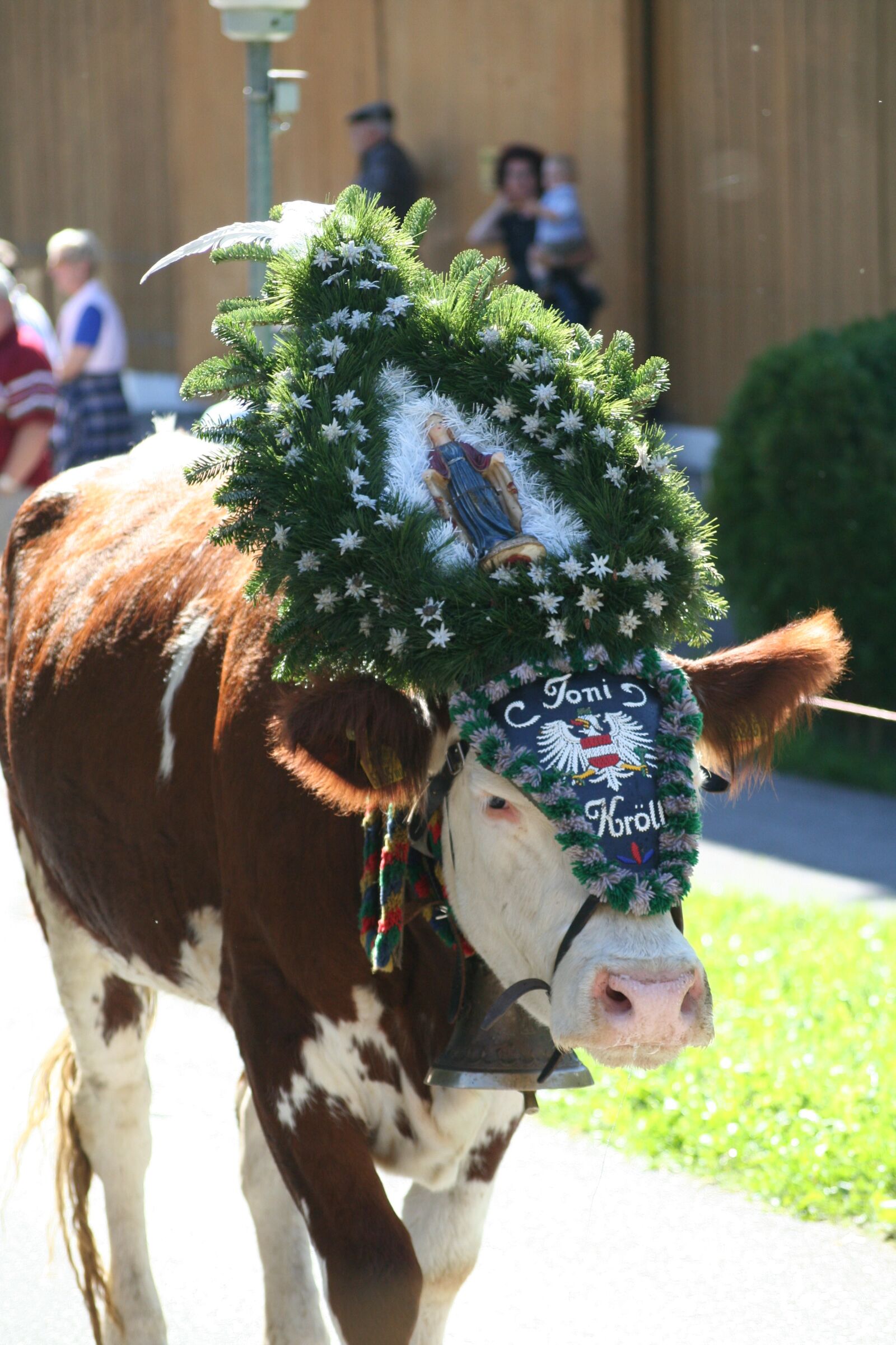 Canon EOS 350D (EOS Digital Rebel XT / EOS Kiss Digital N) sample photo. Cow, beef, almabtrieb photography