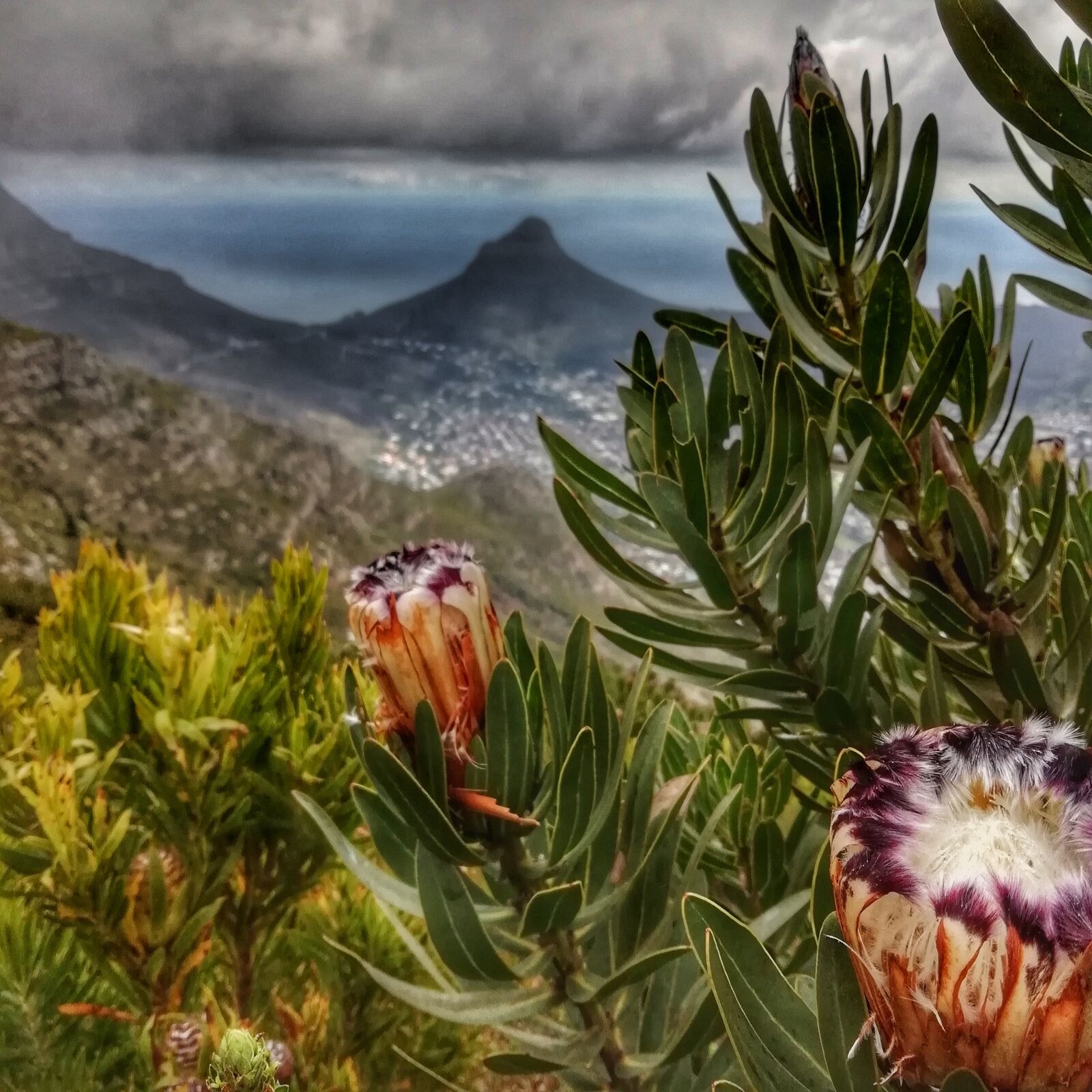 HUAWEI FIG-LX1 sample photo. Protea, lions, head photography