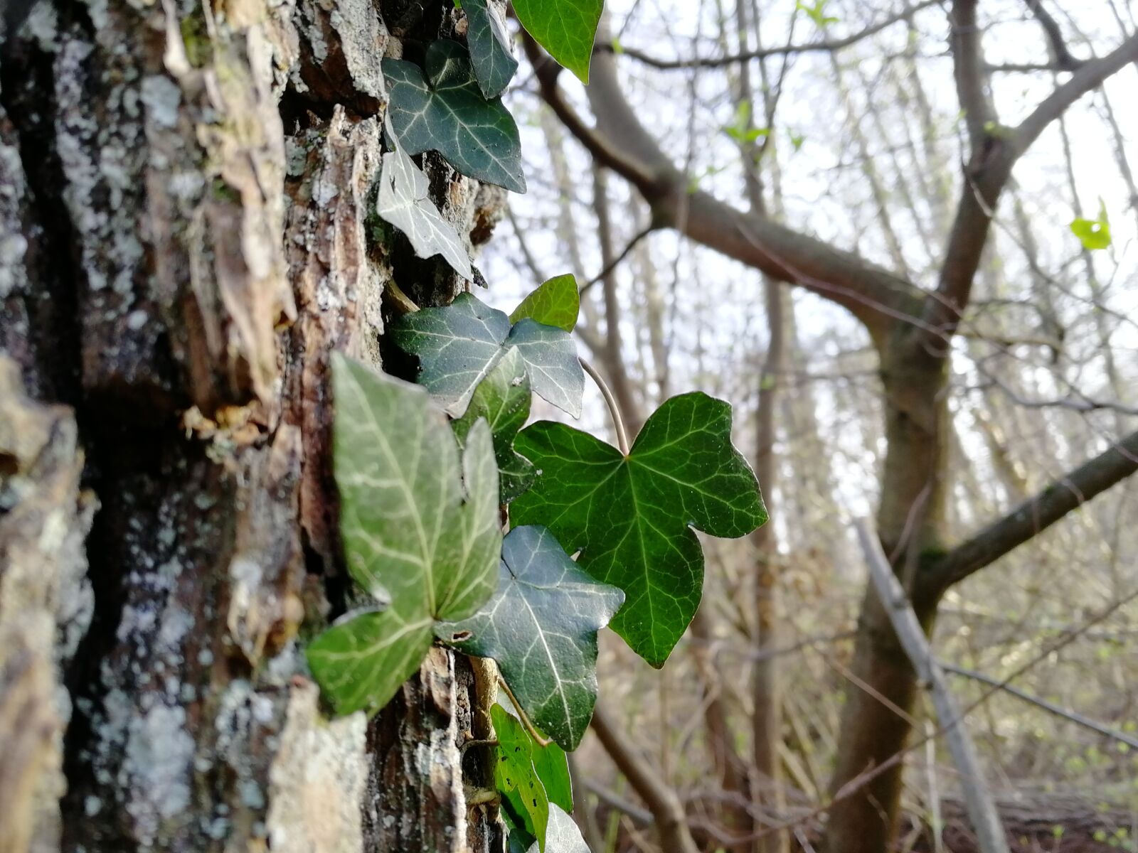 HUAWEI Honor 9 sample photo. Tree, leaf, nature photography