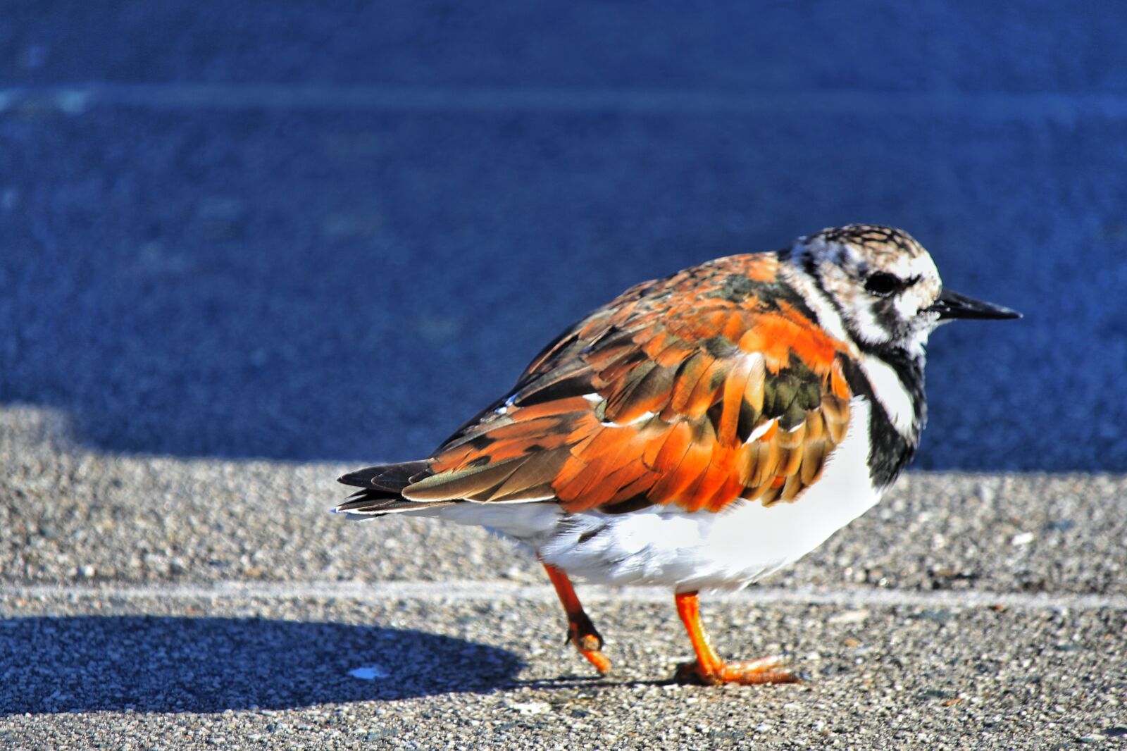 Canon EF-S 55-250mm F4-5.6 IS STM sample photo. Bird, asphalt, road photography