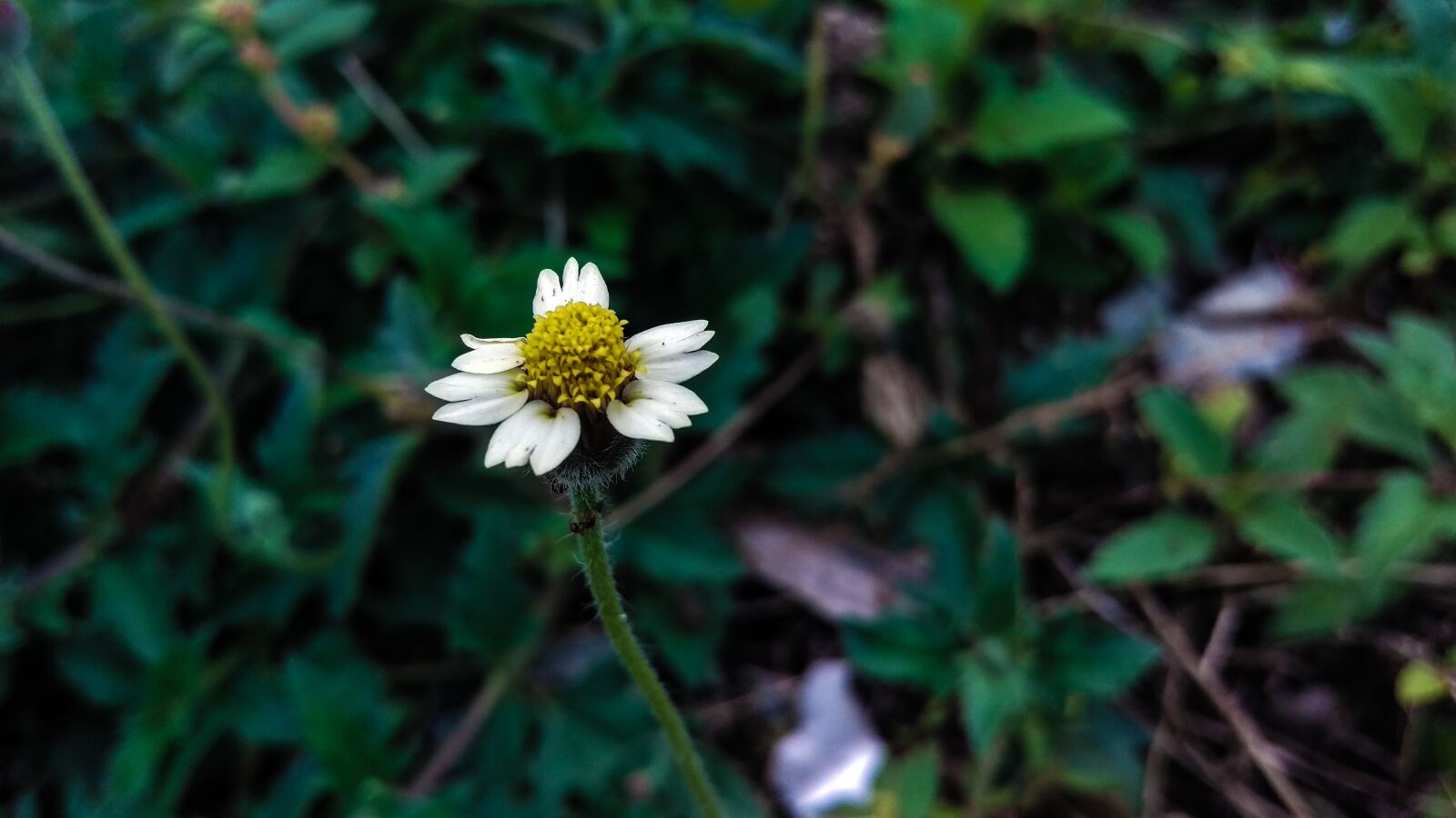 HTC ONE M9 sample photo. Nature, forest, color photography