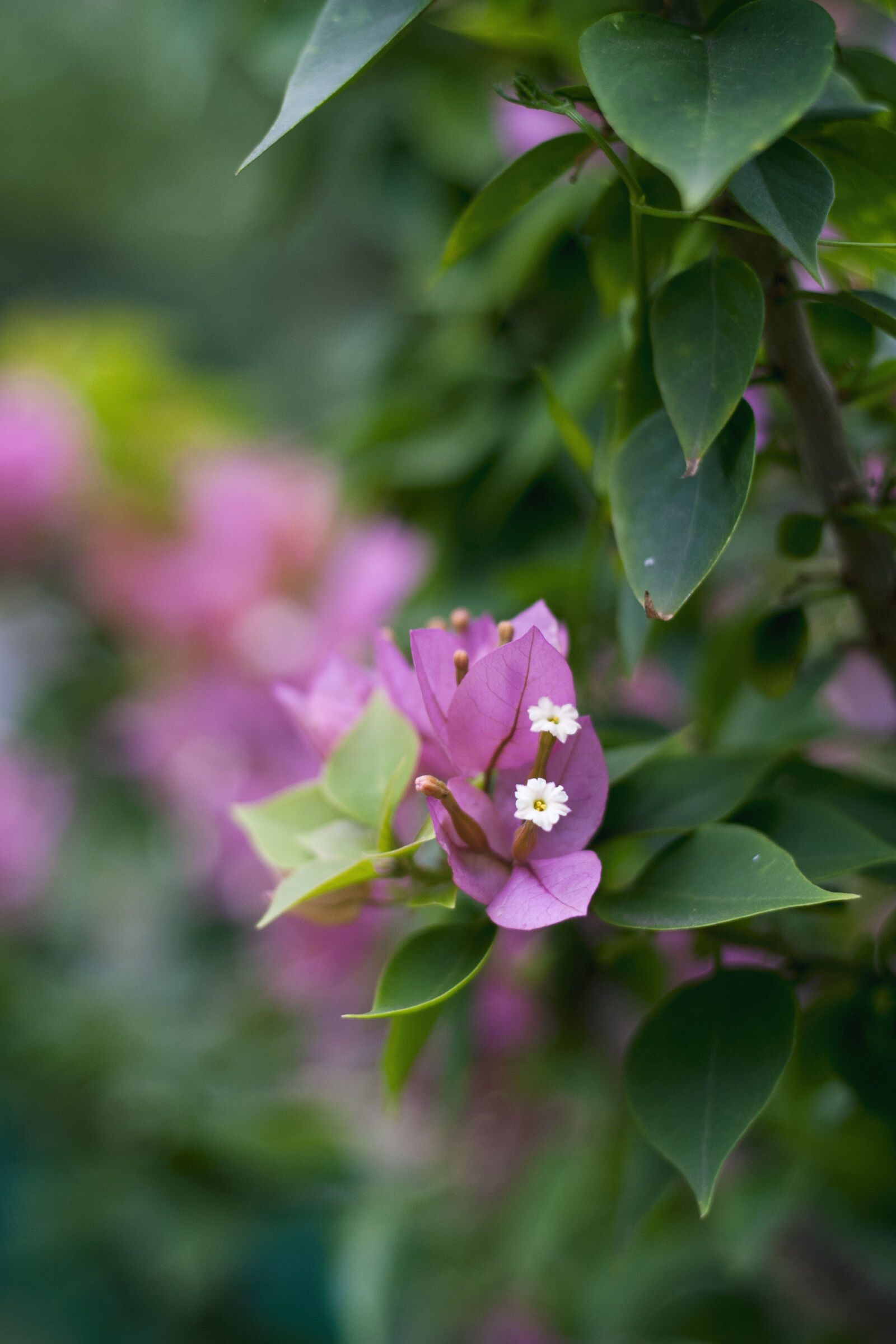 Canon EOS 10D sample photo