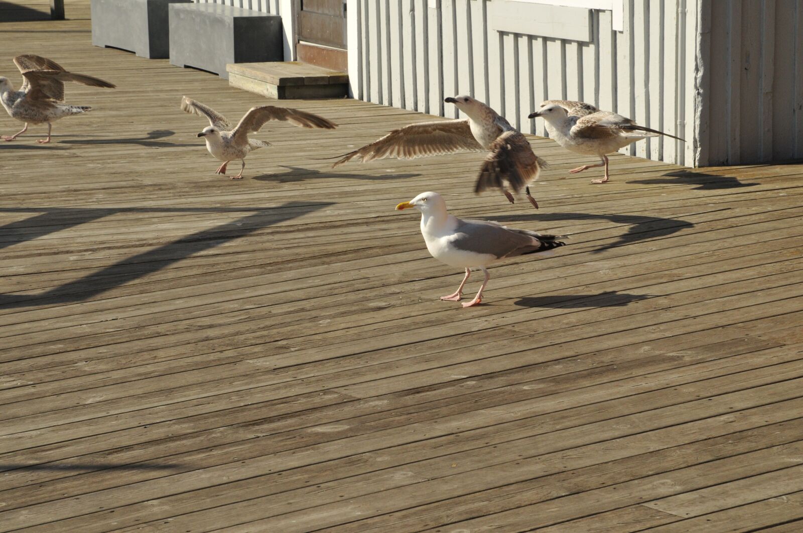 Nikon D300 sample photo. Slow, bird, wood photography