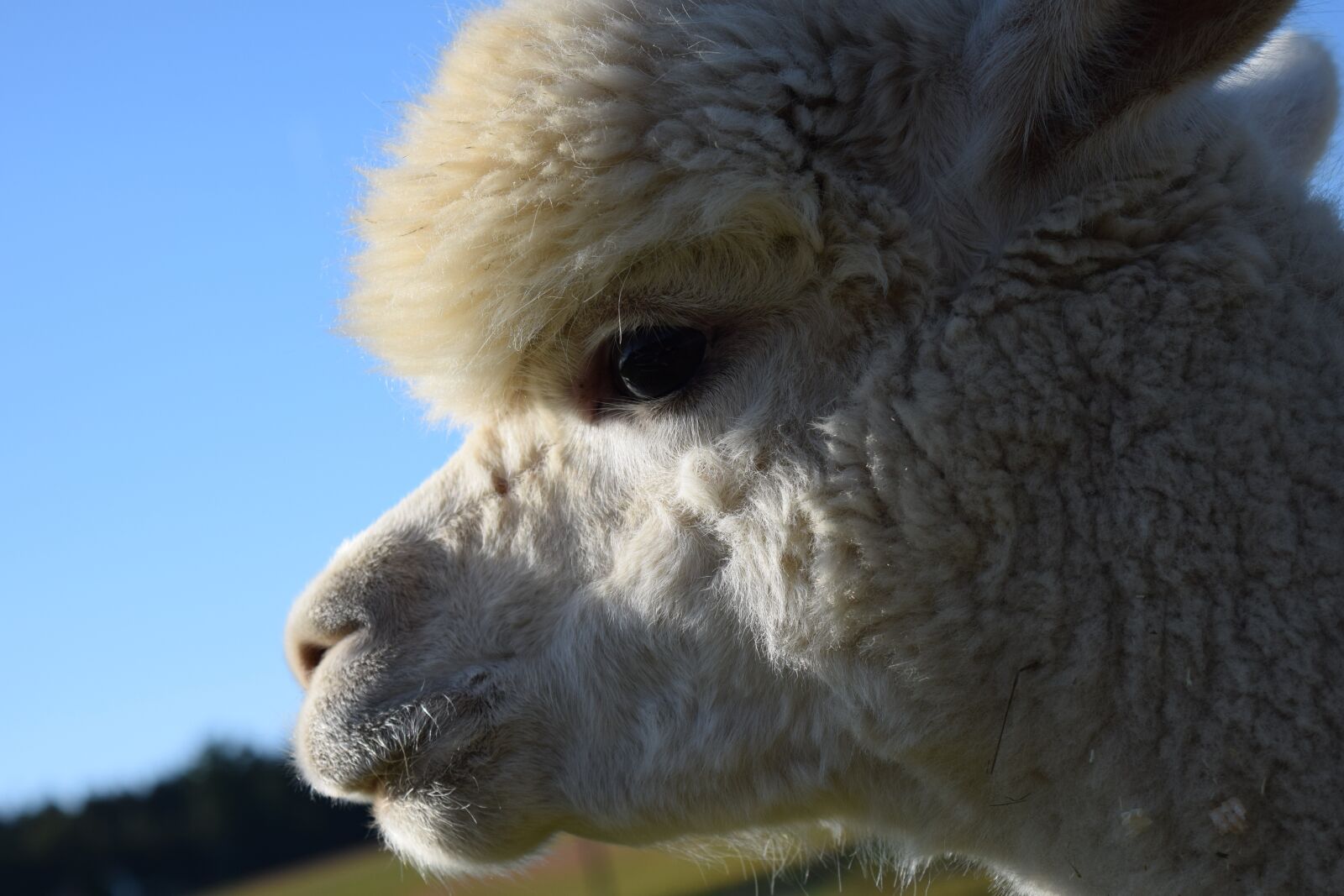 Nikon D3300 sample photo. Alpaca, head, animal photography
