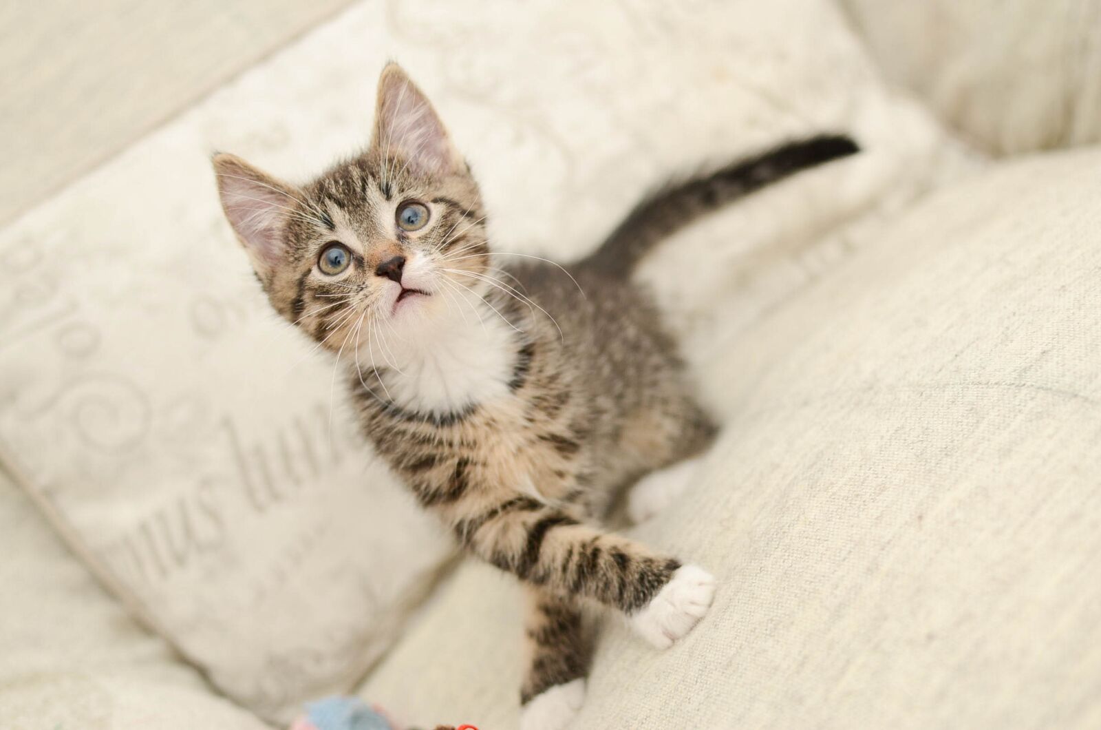 Nikon D7000 sample photo. Cat, domestic cat, dachowiec photography