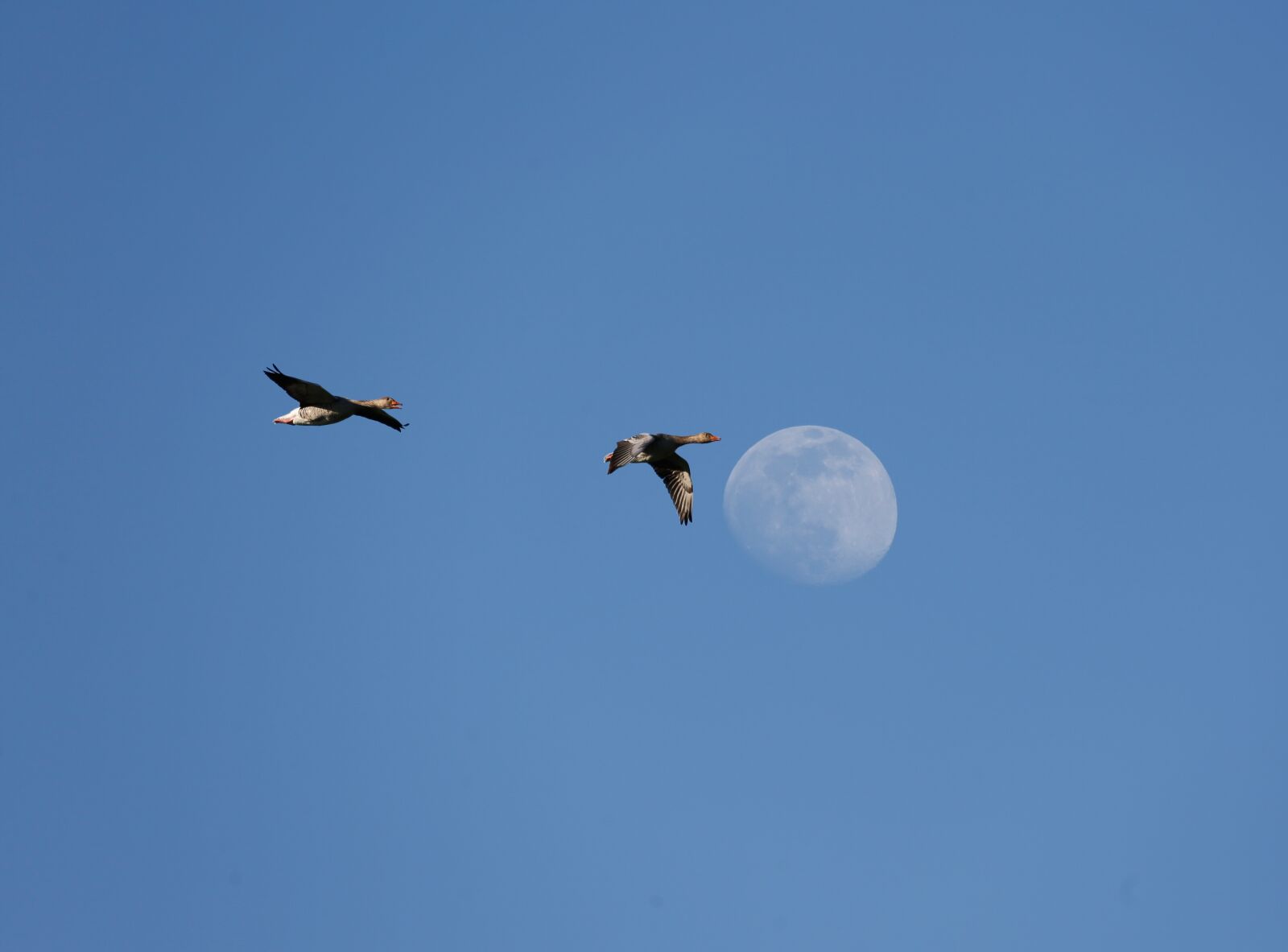 Canon EF 100-400mm F4.5-5.6L IS USM sample photo. Ducks, moon, sky photography