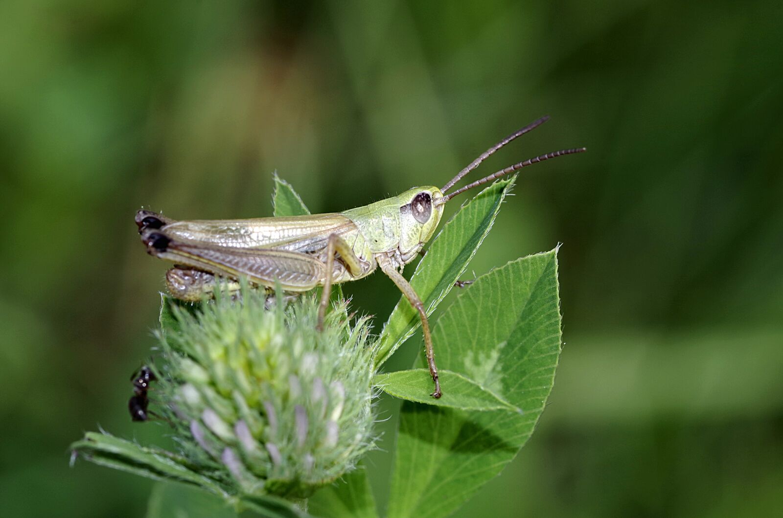 Pentax K-S2 sample photo. Tettigonia viridissima, green, insect photography