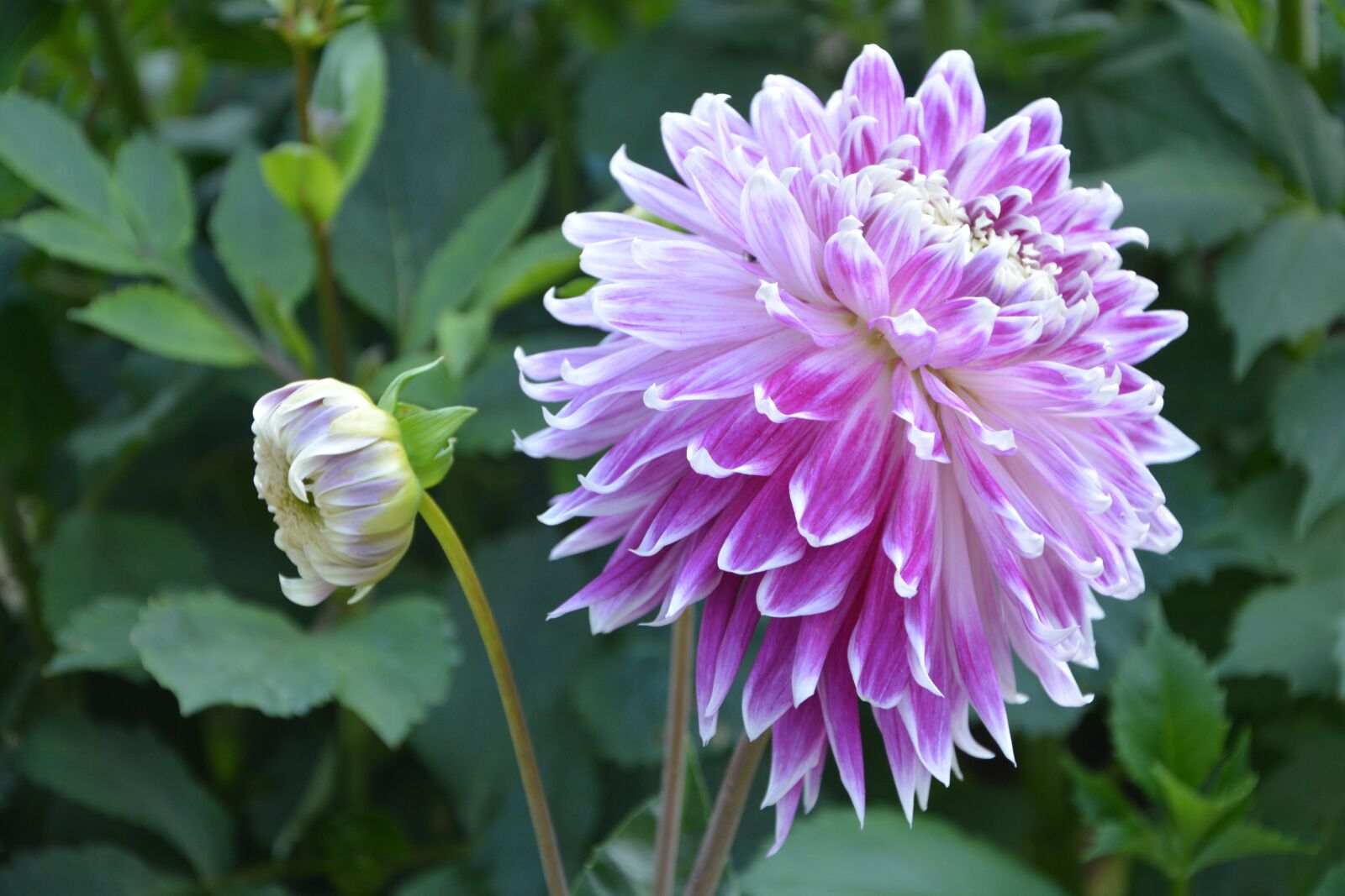 Nikon D5200 sample photo. Flowers of massive, dahlia photography