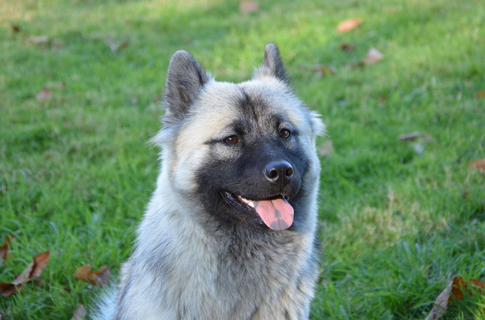 Nikon D5200 sample photo. Dog, bitch, eurasier photography