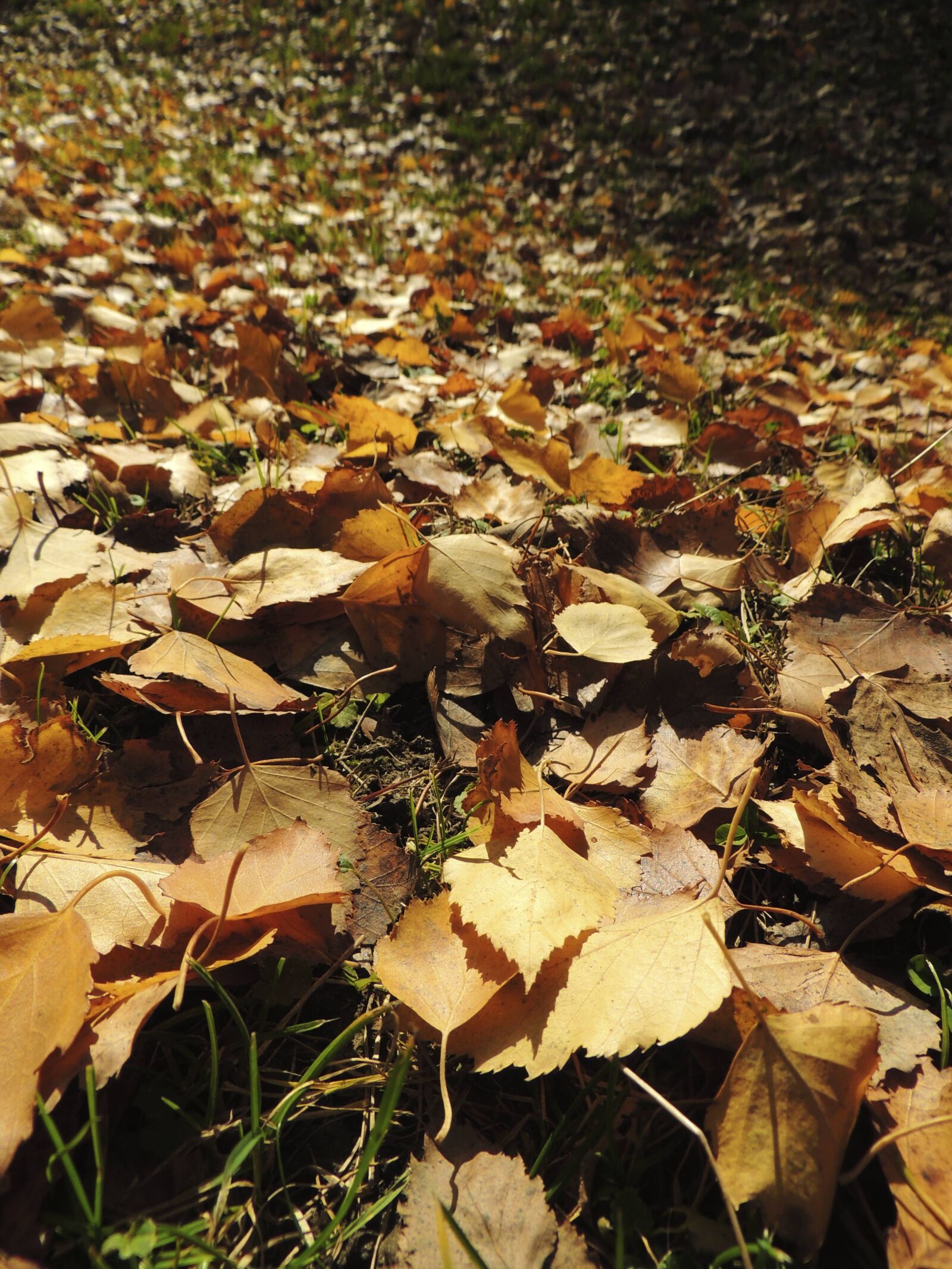 Nikon Coolpix P510 sample photo. Leaves, autumn, ocher photography