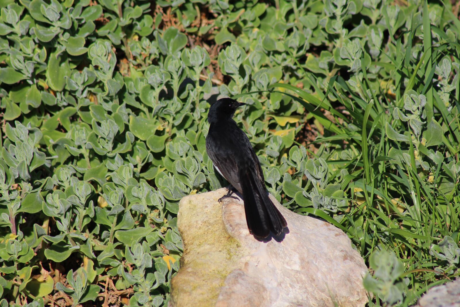 Canon EOS 650D (EOS Rebel T4i / EOS Kiss X6i) sample photo. Cape peron, australia, bird photography