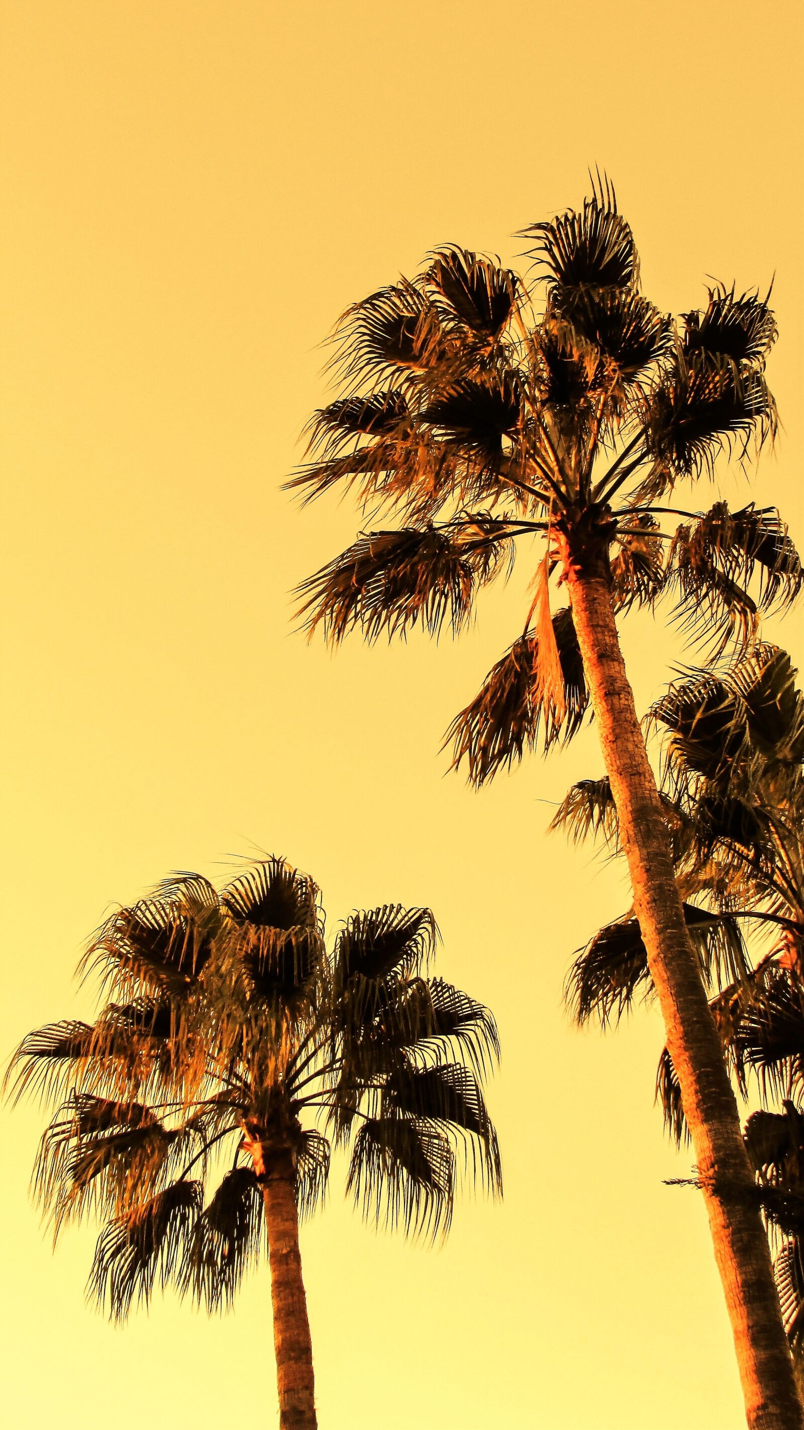 Canon PowerShot SX400 IS sample photo. Palm tree, sky, afternoon photography