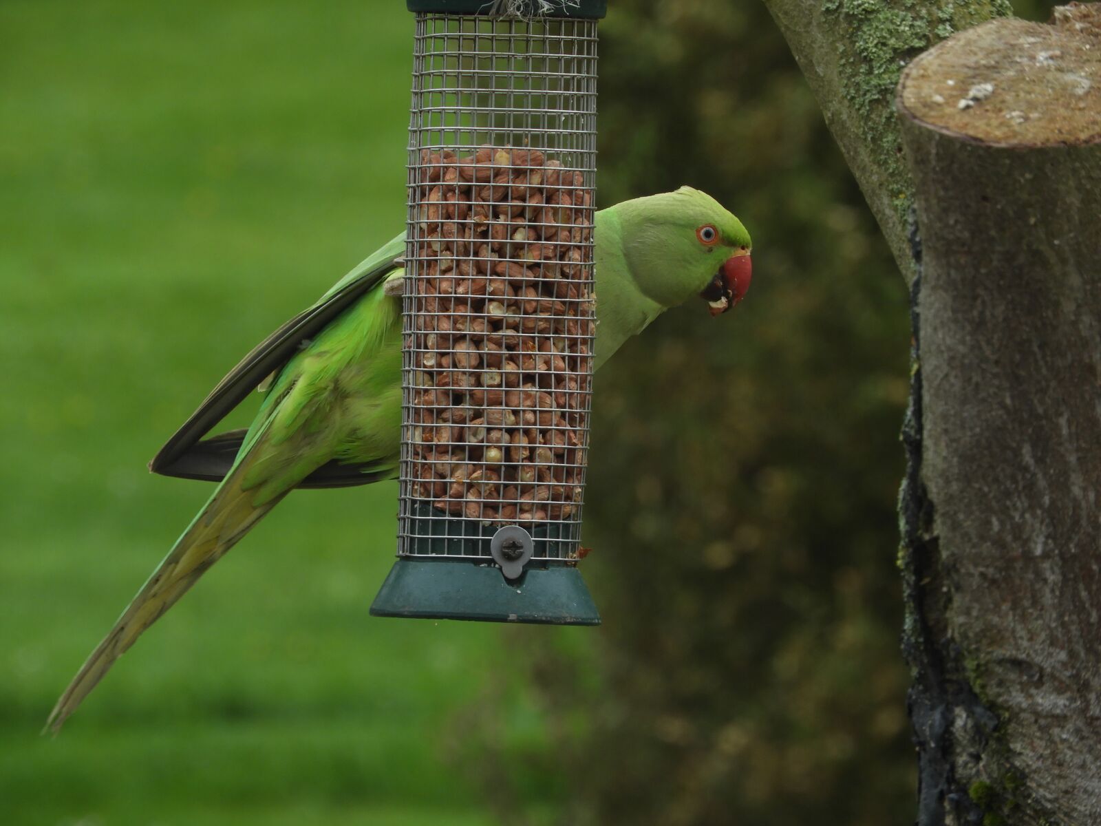 Nikon Coolpix B700 sample photo. Parrot, green, tree-seater photography