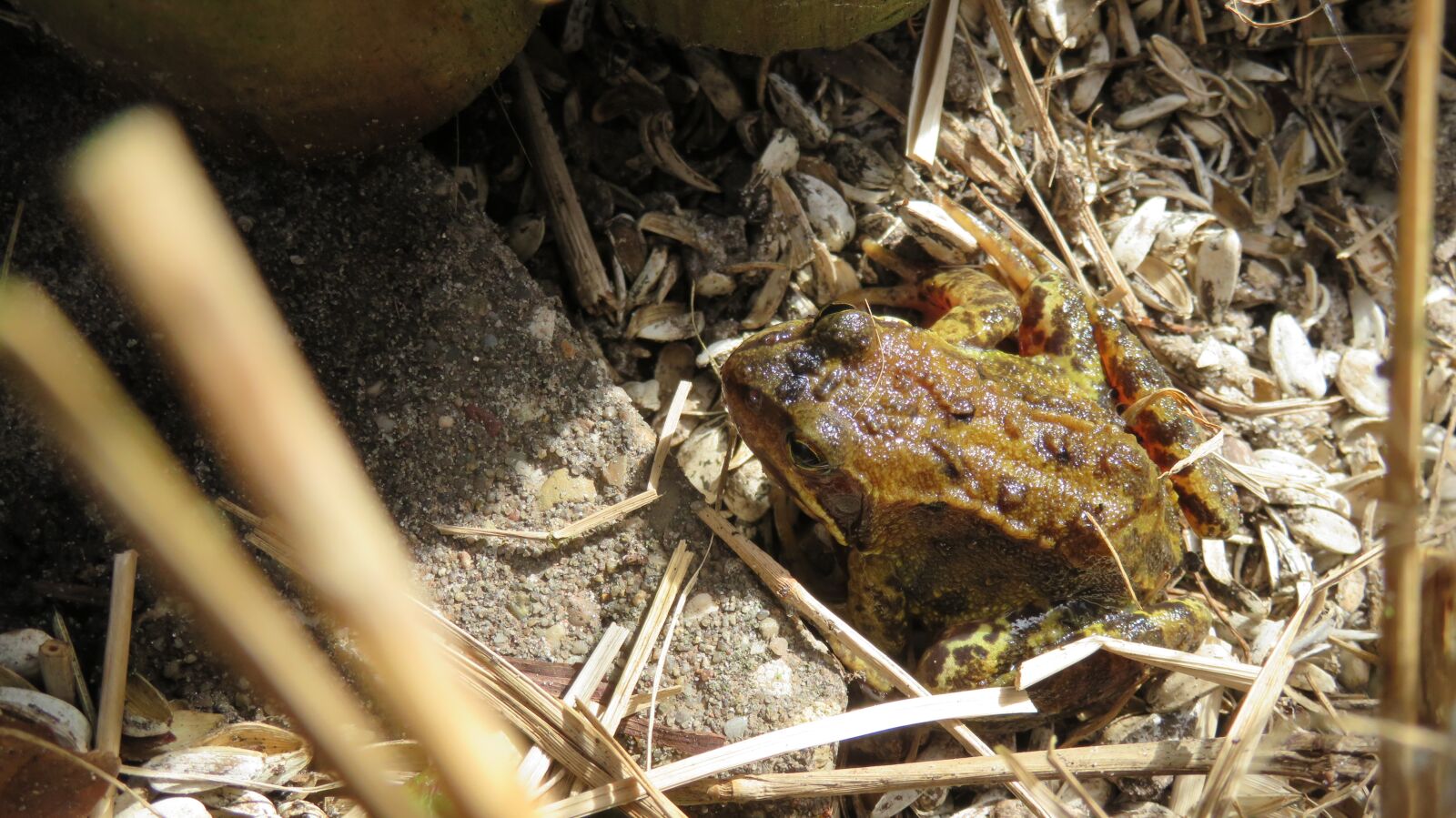 Canon PowerShot SX720 HS sample photo. Nature, pondedge, frog photography