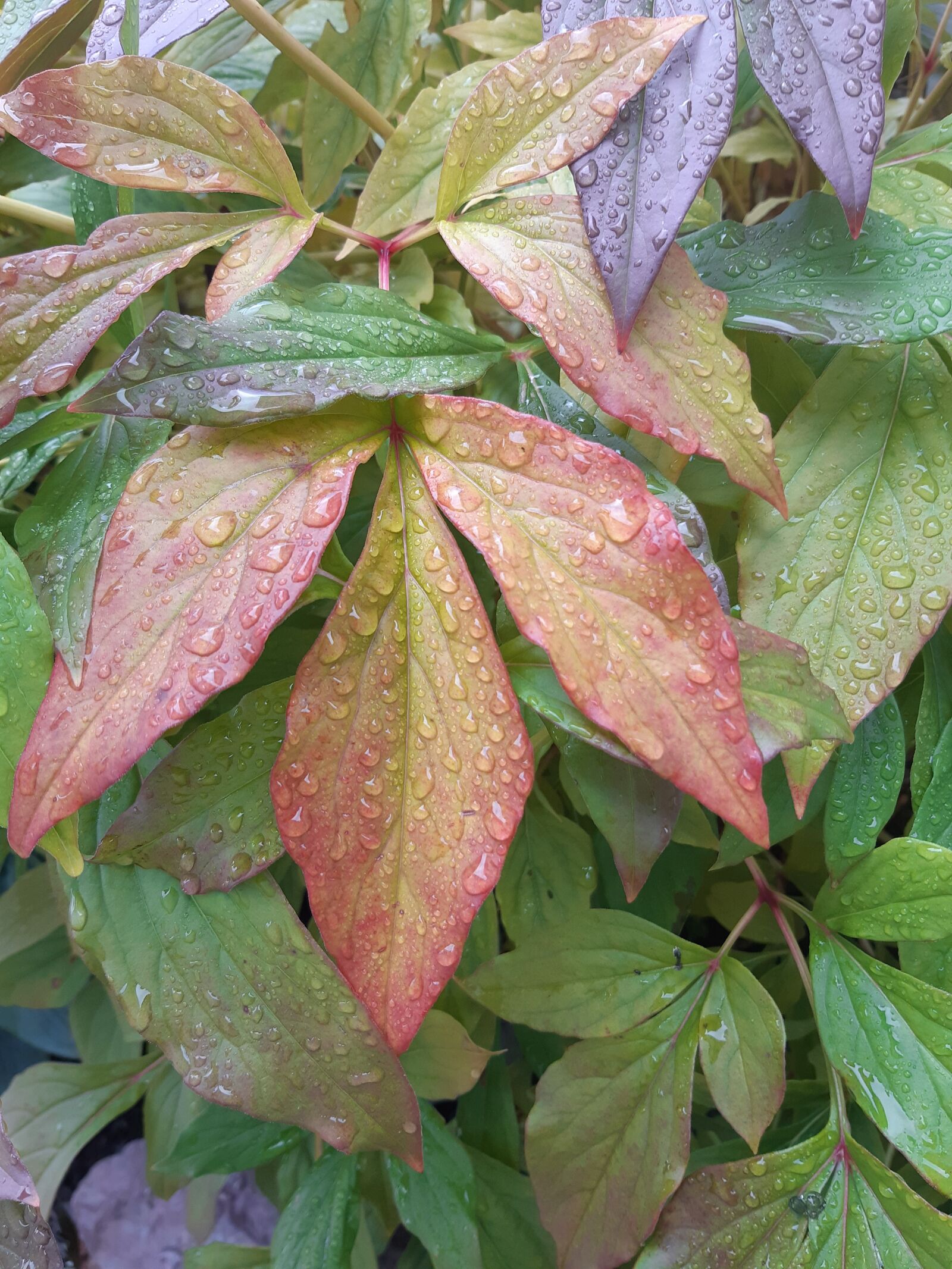 Samsung Galaxy A8(2018) sample photo. Peony, leaves, wet photography