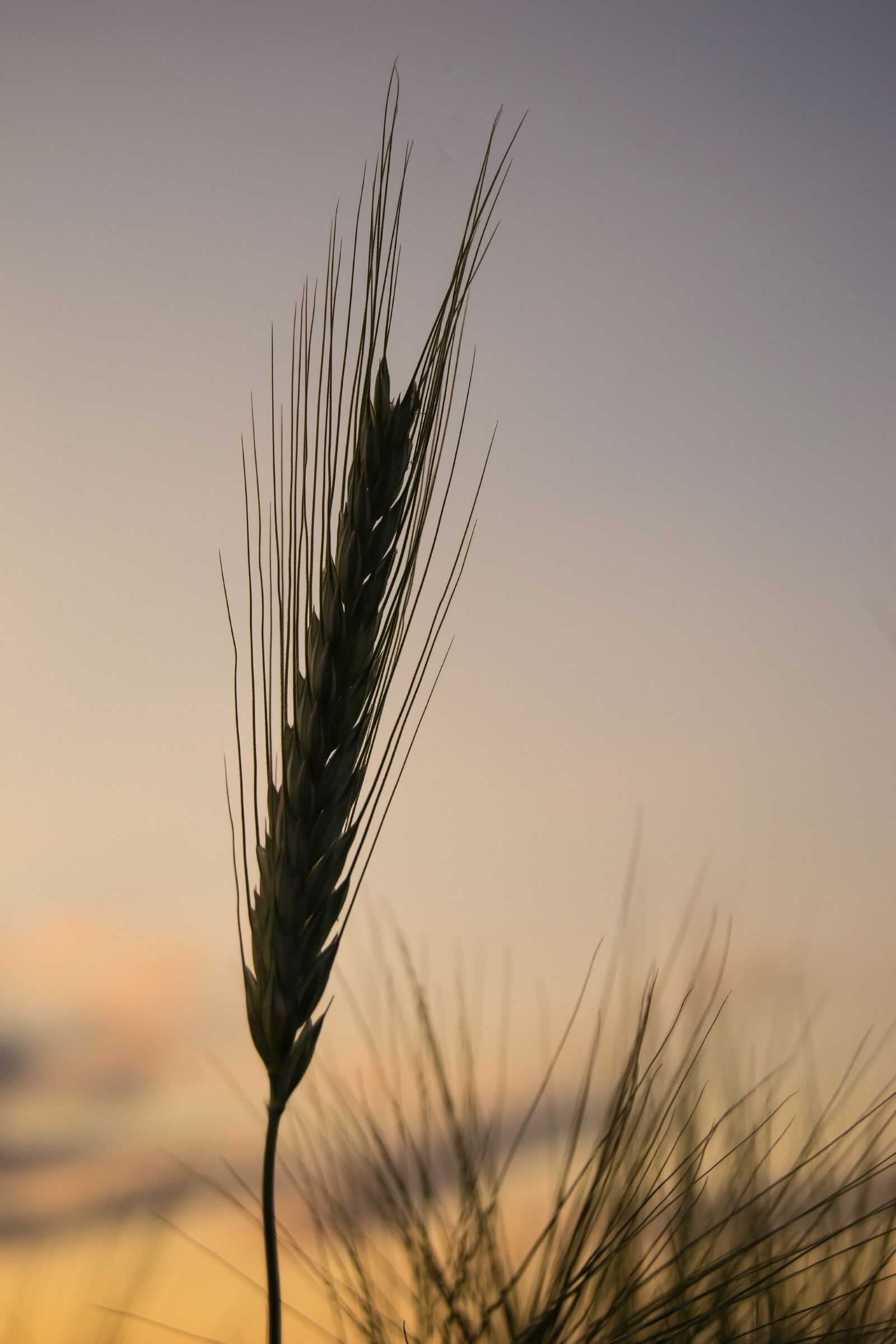 Nikon D3100 sample photo. Cereals, grain, wheat photography