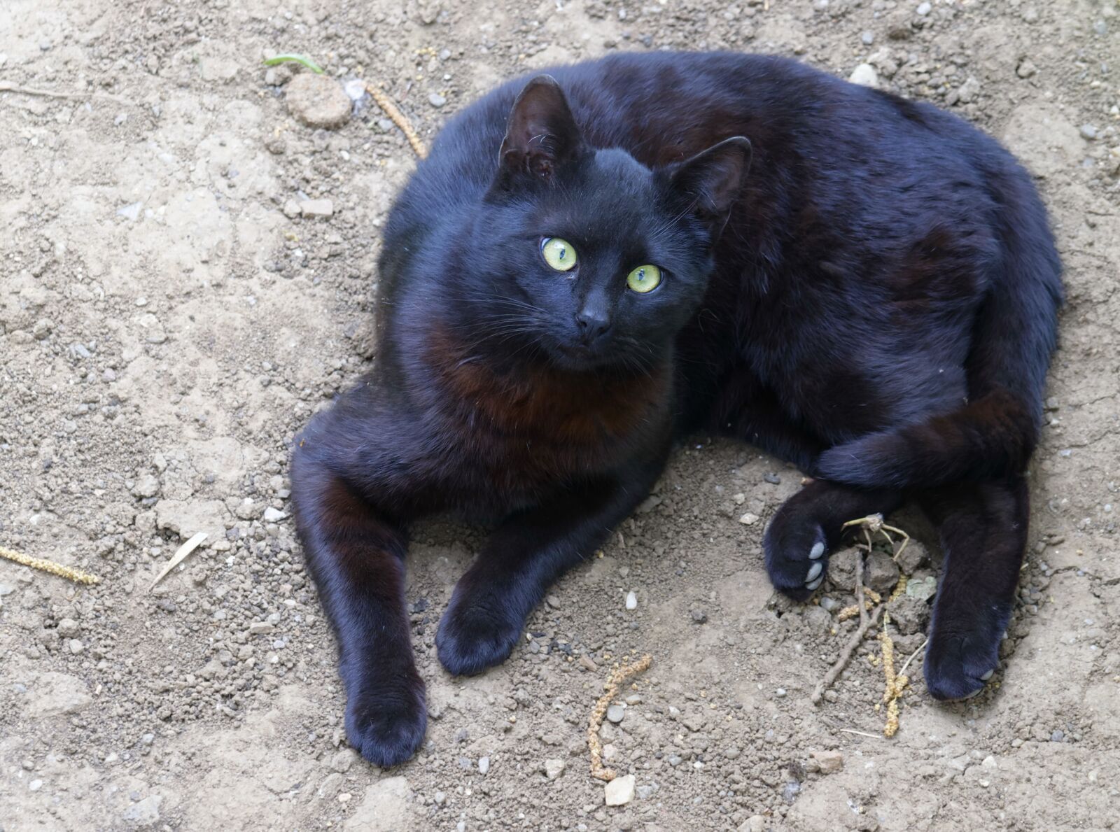 Nikon D5300 sample photo. Cat, pet, fur photography
