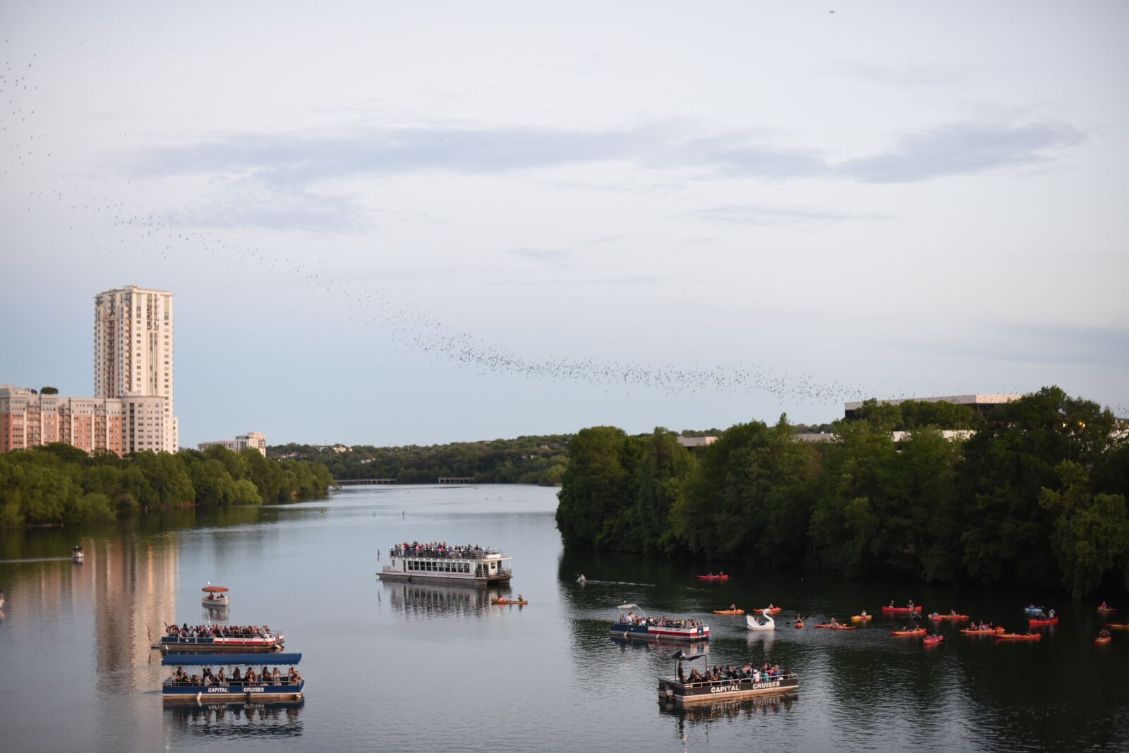 Nikon D750 sample photo. Austin, bats, texas photography