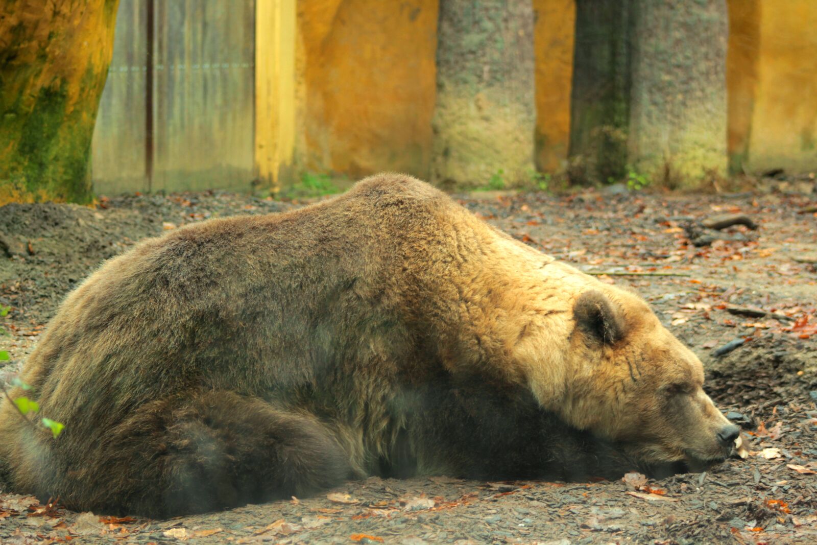 Canon EOS 600D (Rebel EOS T3i / EOS Kiss X5) sample photo. Brown bear, zoo, predator photography