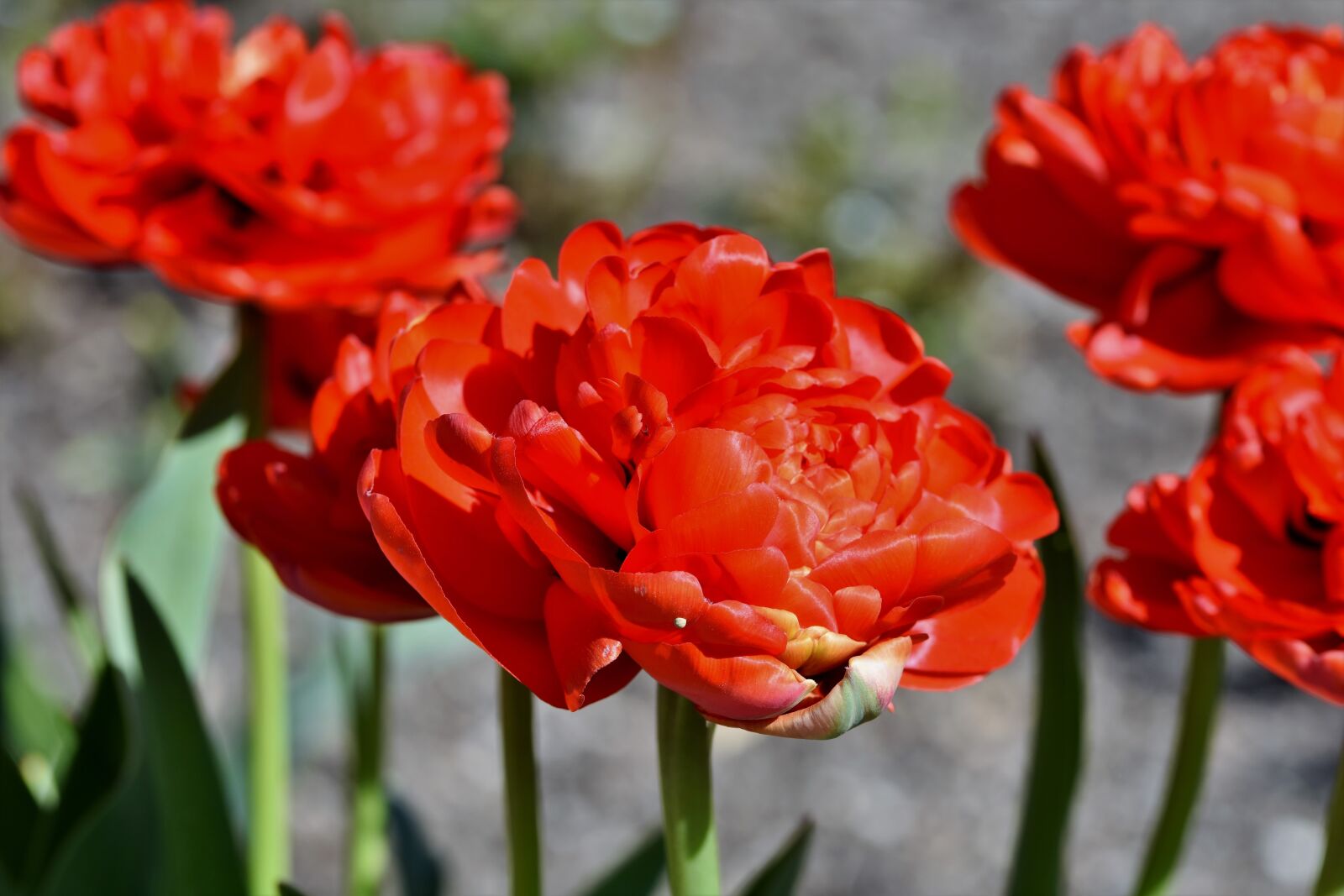 Nikon D7200 sample photo. Tulip, tulip field, blossom photography