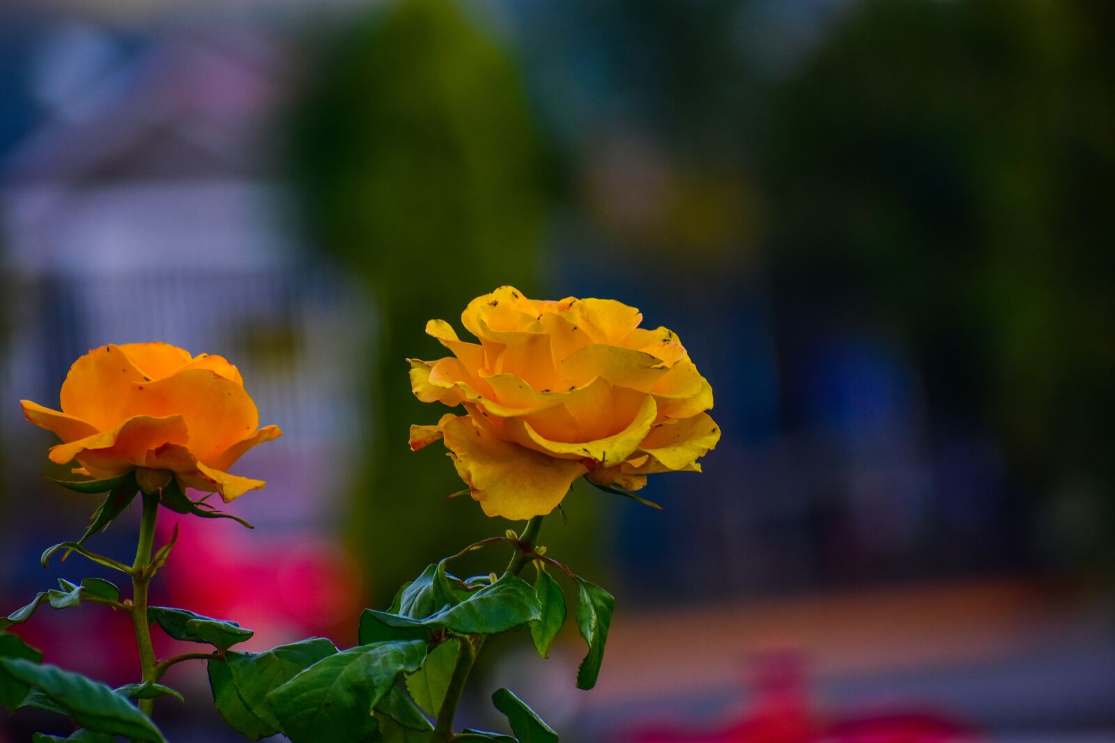Nikon D3400 sample photo. Rosa, bella, flower photography